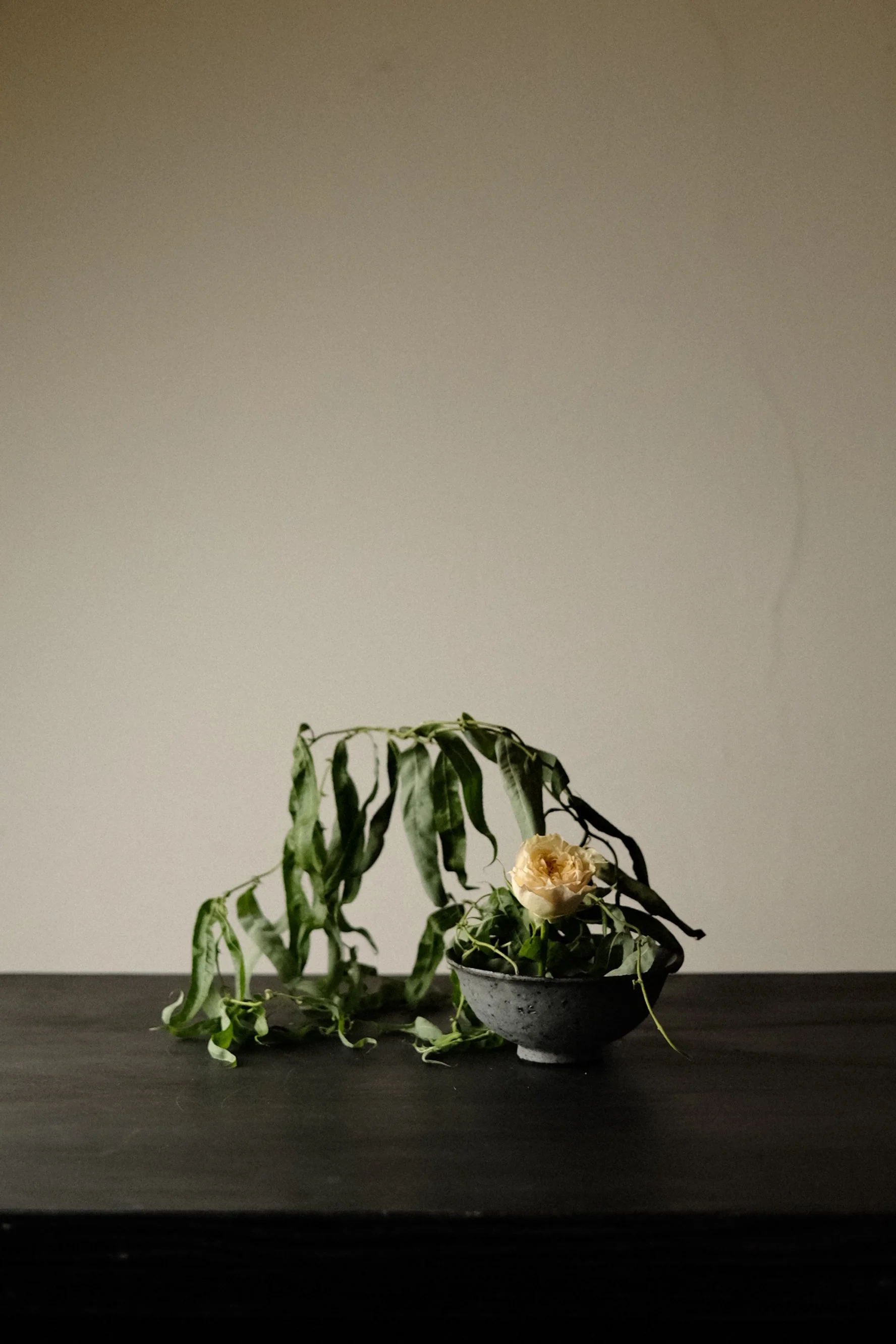DSCF6247.jpg