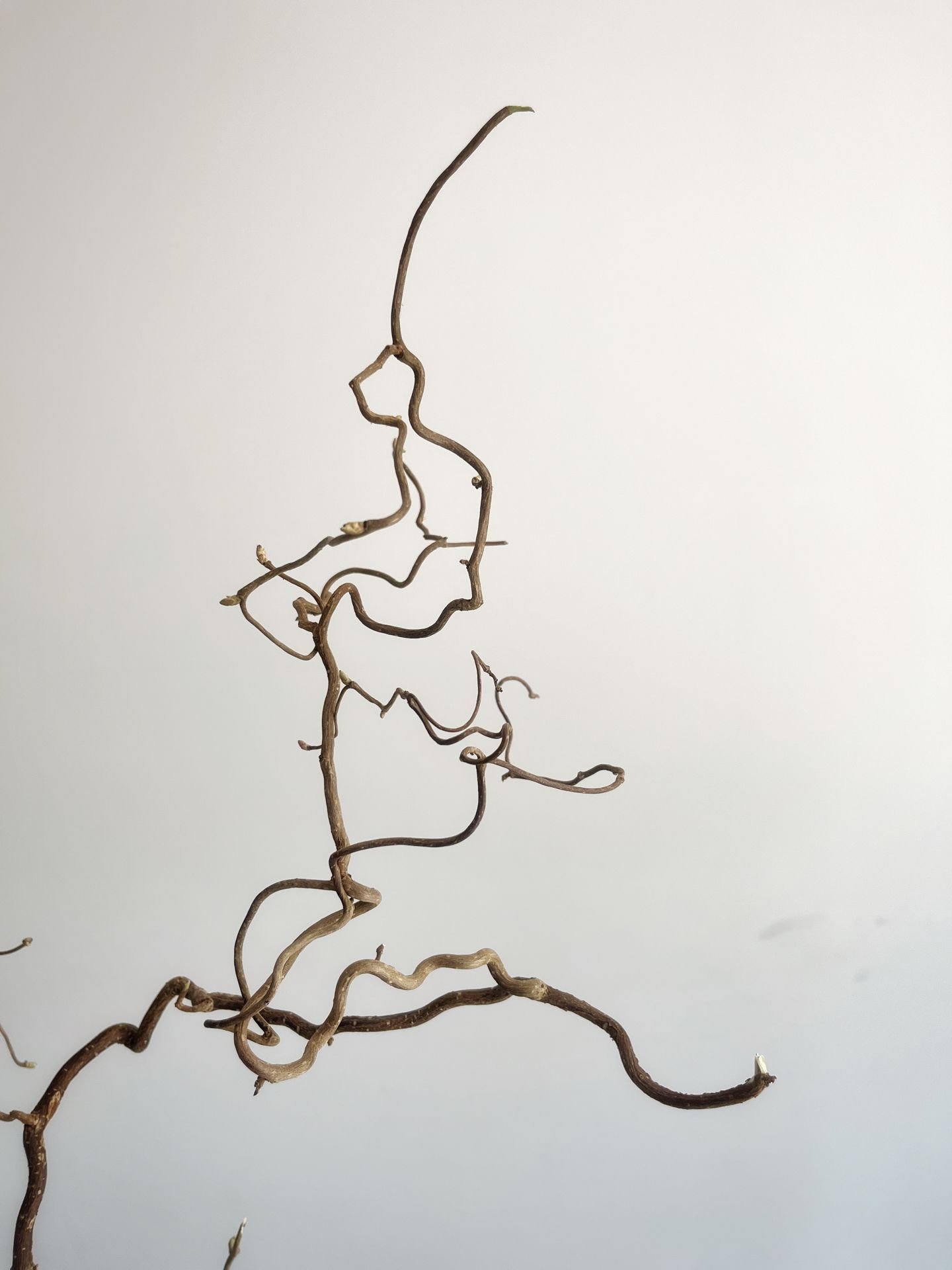 Artistic Collaboration w Feier Wang