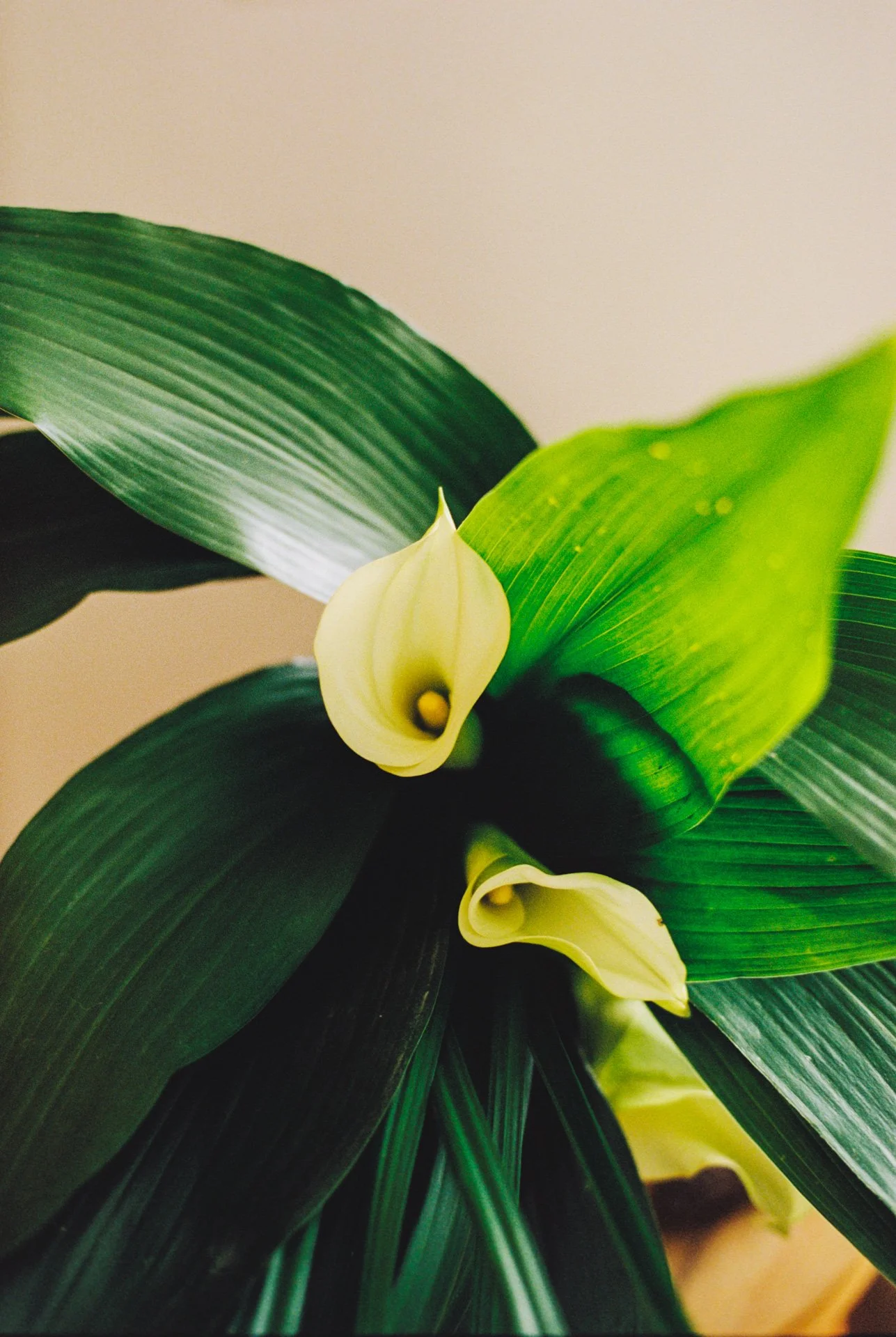 Studio visit w photographer Erica Fustero