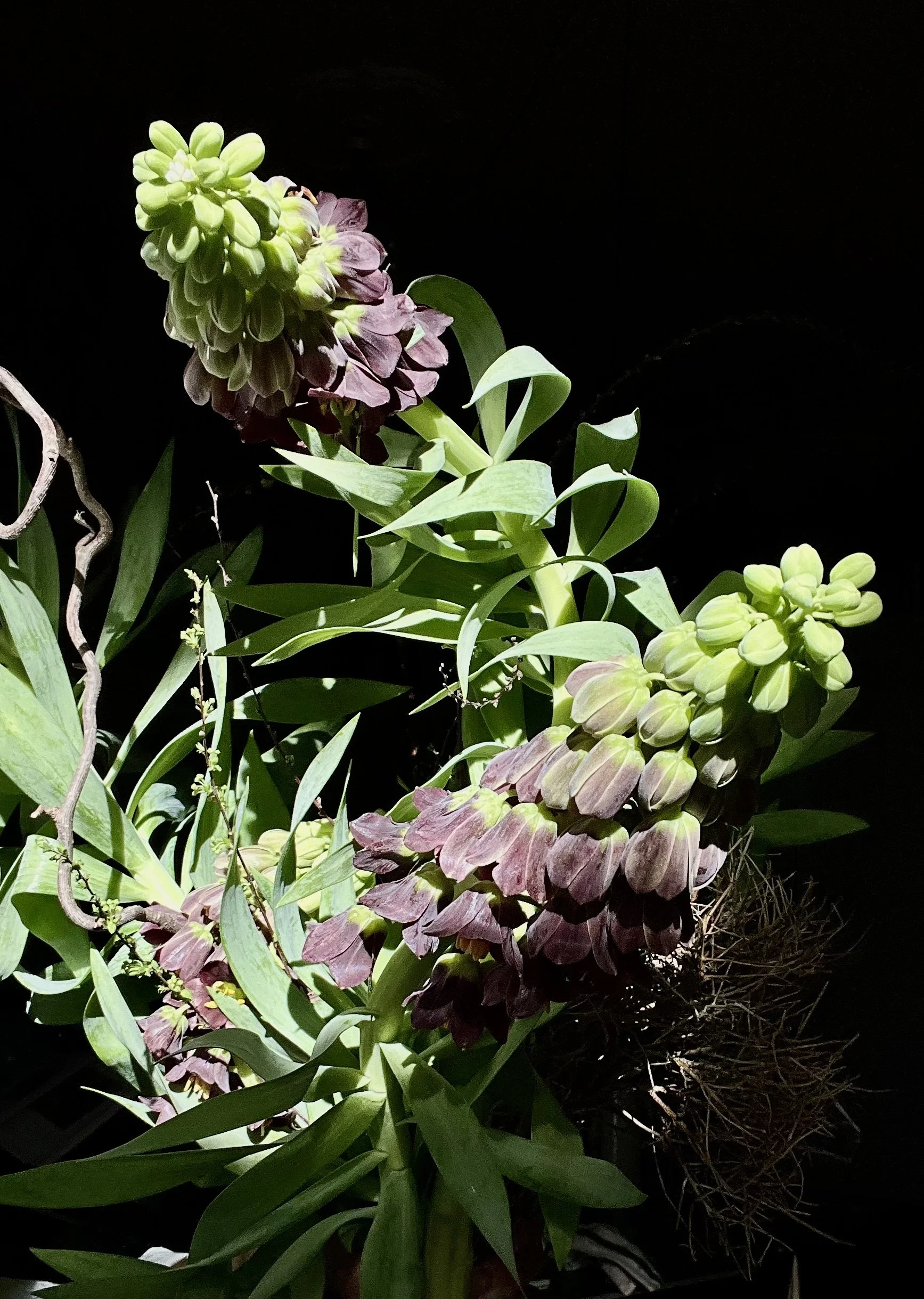 For UUU fine dining restaurant 2024