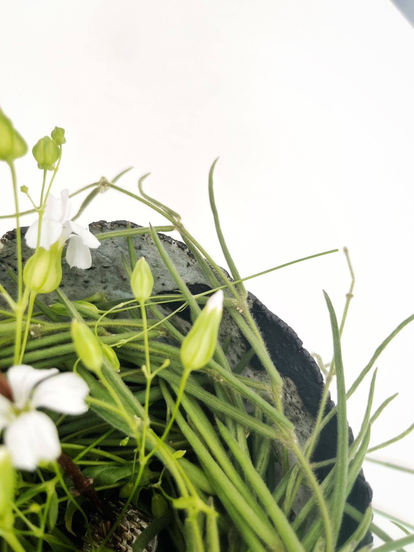 Artistic Collaboration w Feier Wang