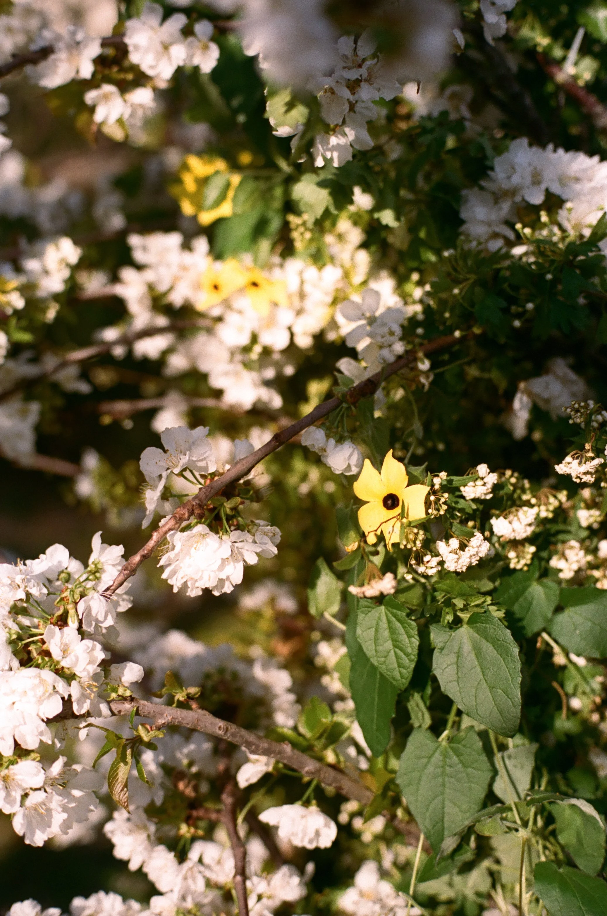 Wedding set up in Italy,  march 2024