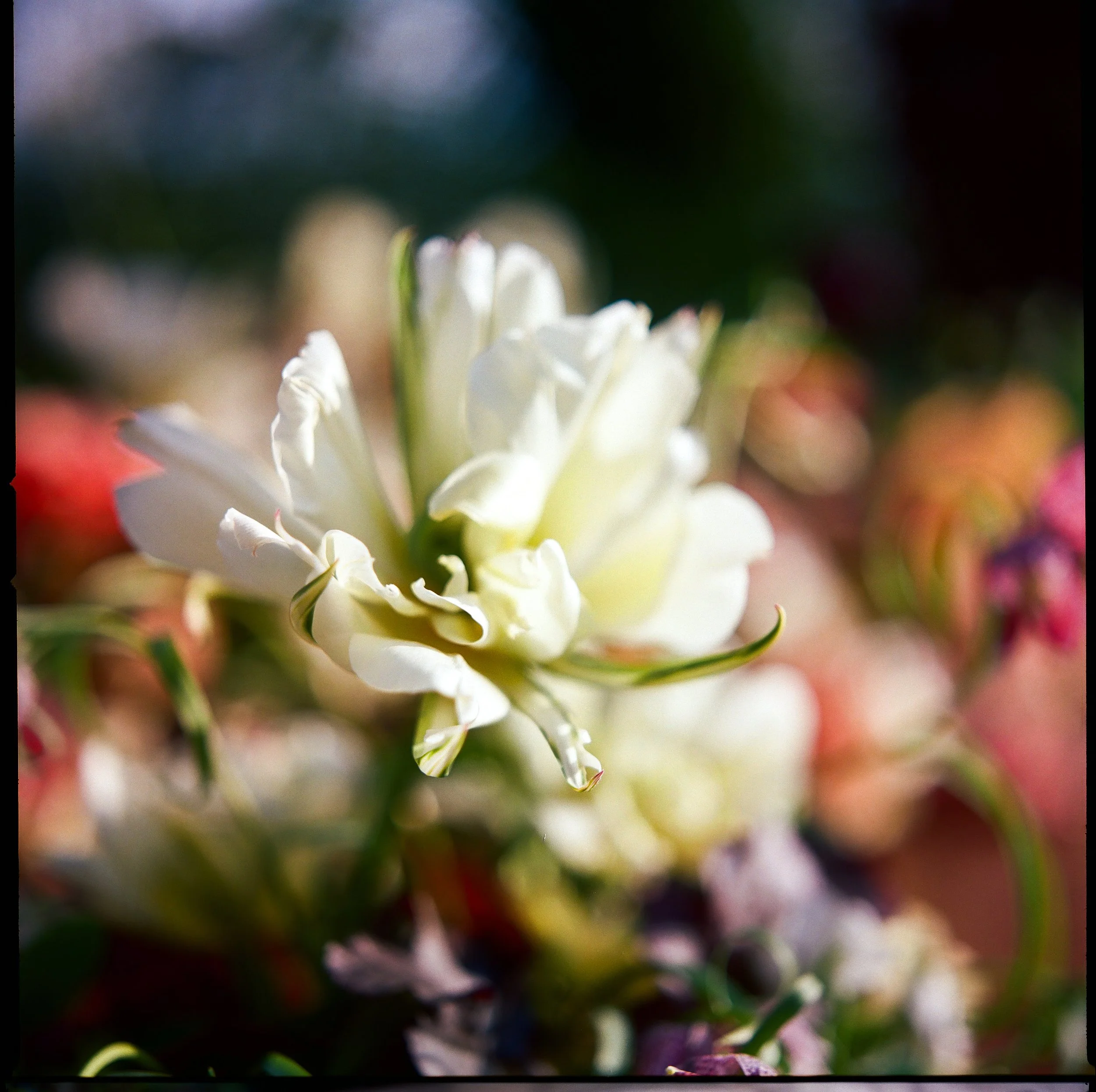 Wedding set up in Italy,  march 2024
