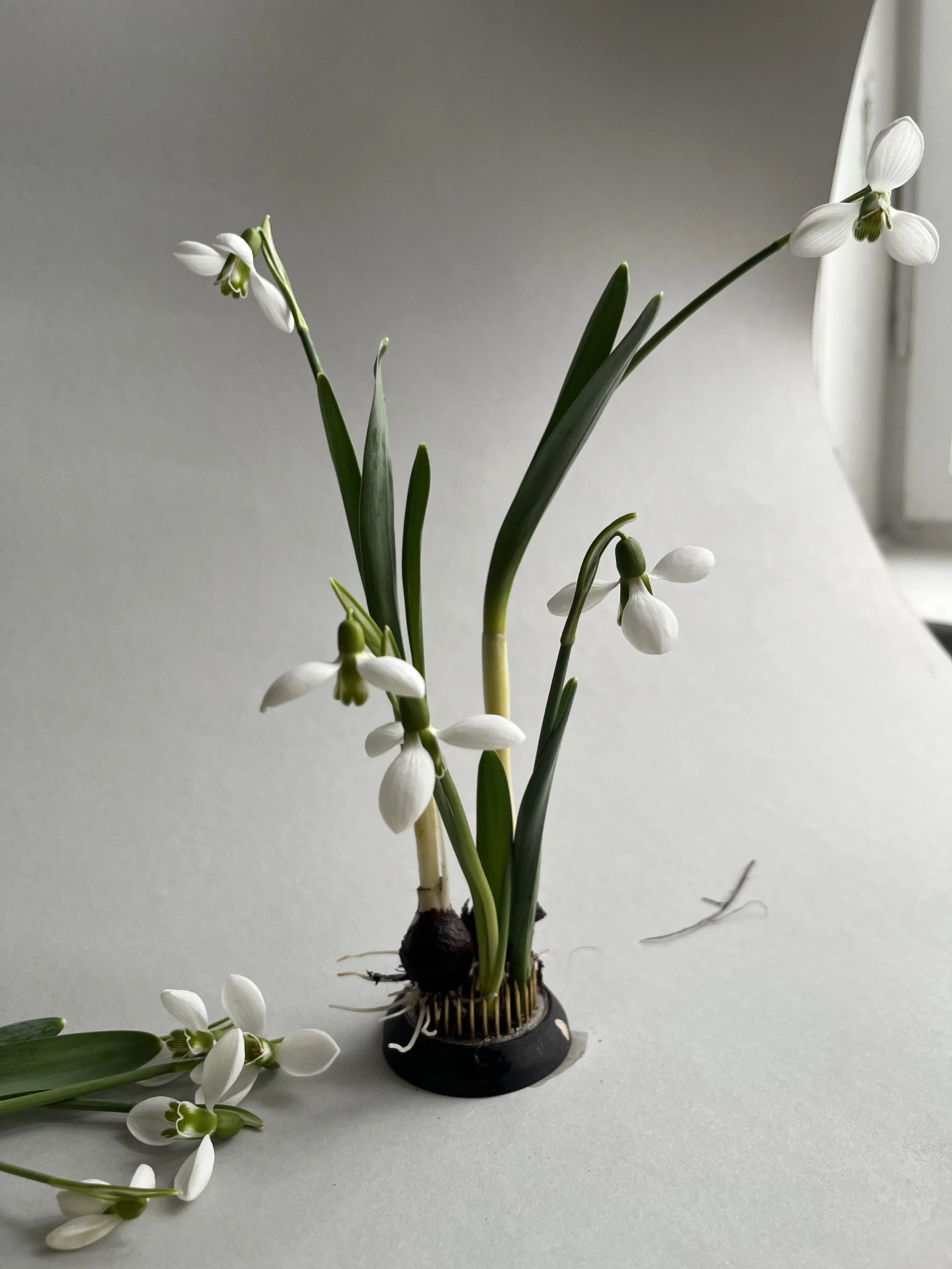 Ikebana photoshooting 2024