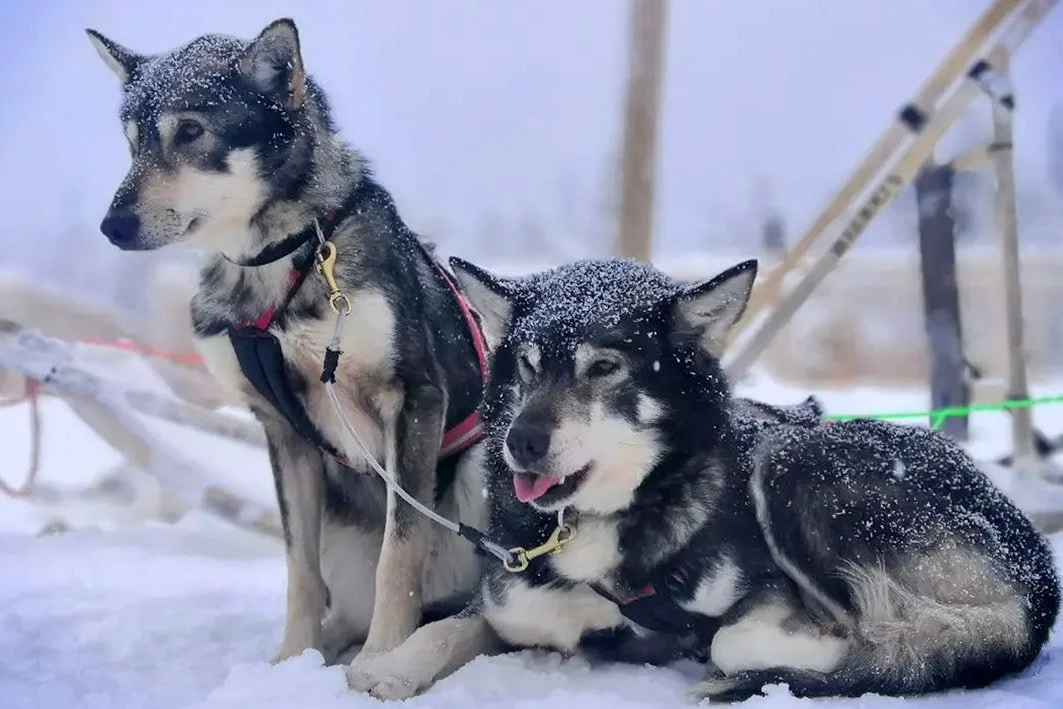 husky-6_orig.jpg