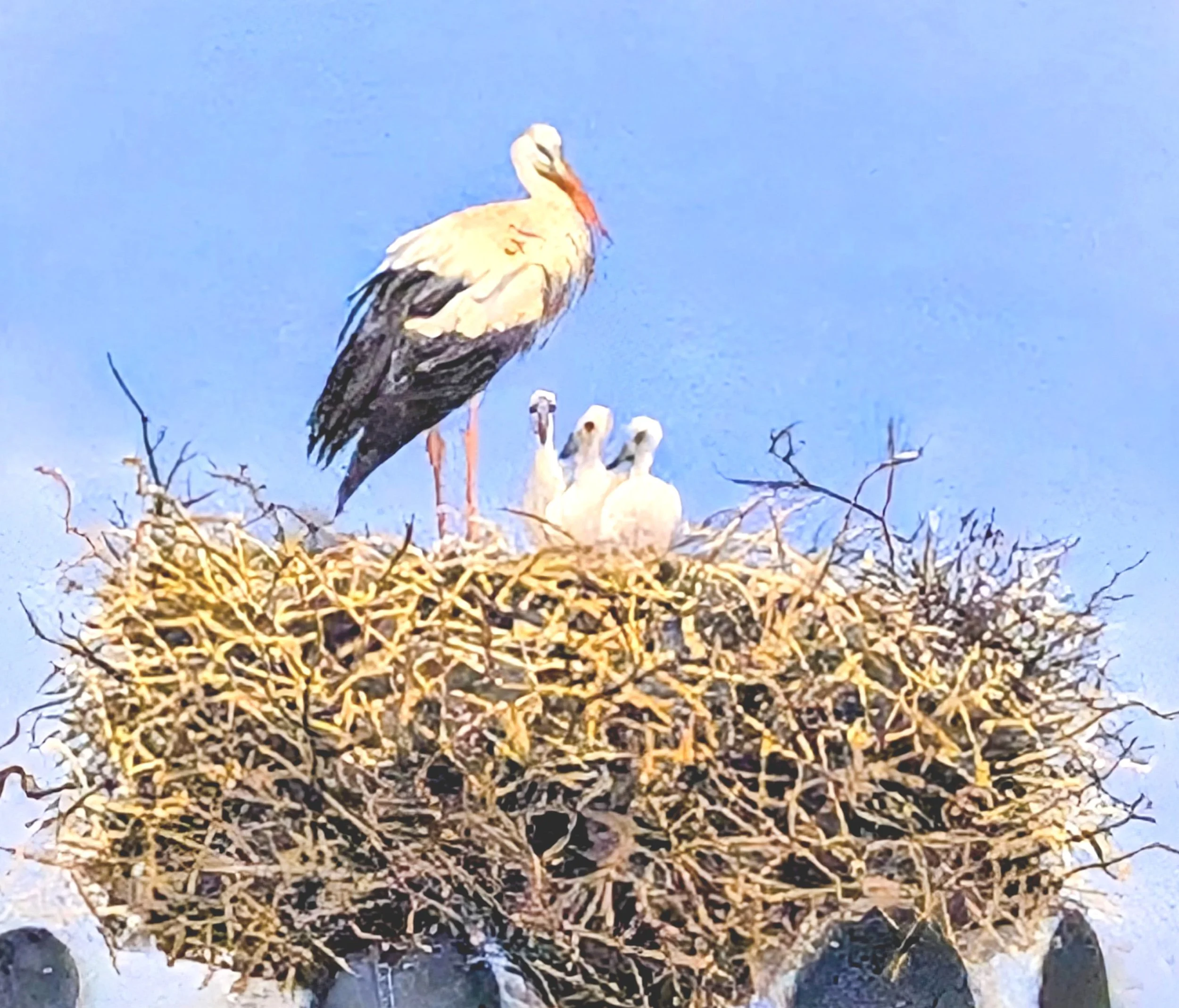 "Alsace Storks" by John Collins