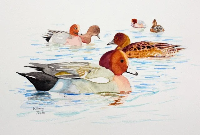"Winter Visitor, The Wigeon" by Hilary Tratt