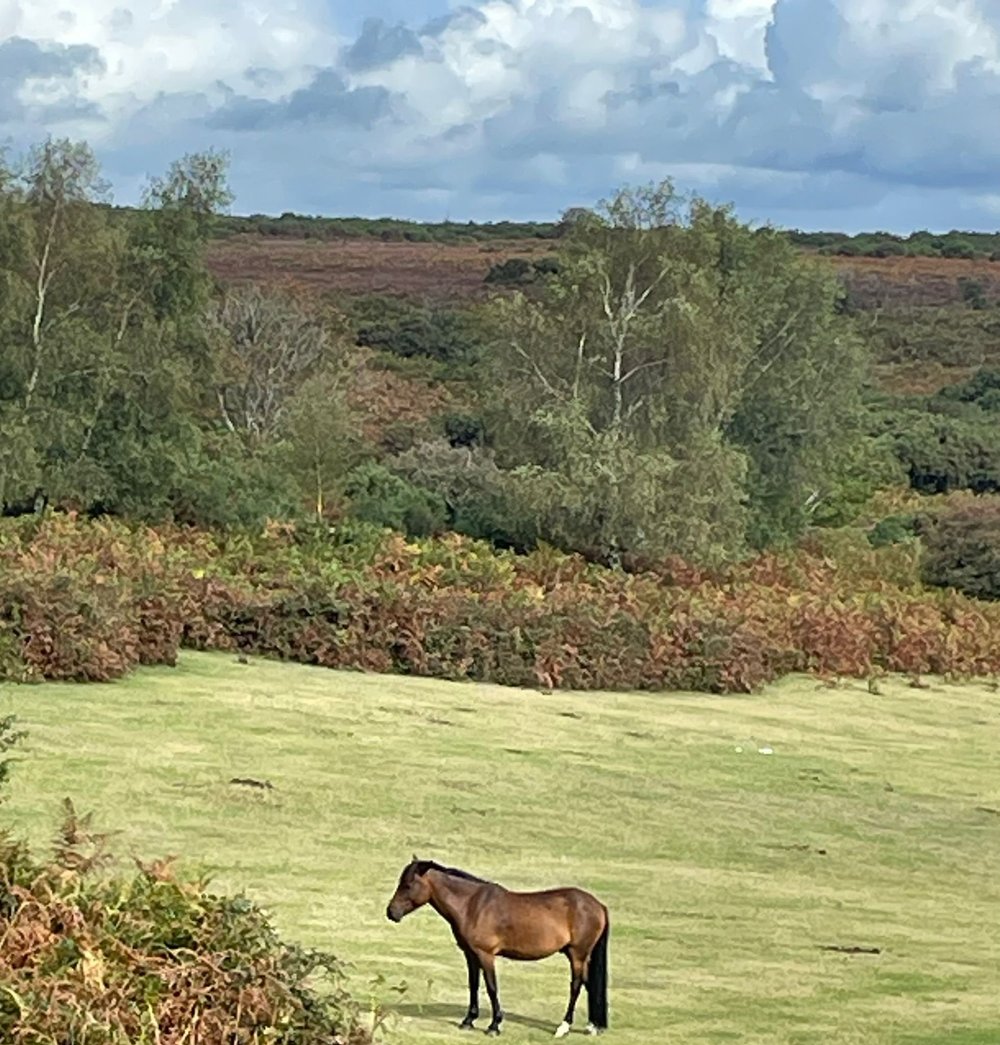 WhatsApp Image 2025-09-10 at 16.56.18.jpeg