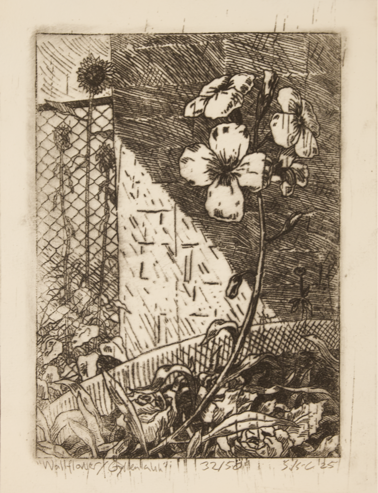 This botanical etching depicts a wallflower growing beside a fence, surrounded by textured foliage and natural ground cover. The composition combines delicate plant observation with expressive cross-hatching and traditional printmaking techniques. Th
