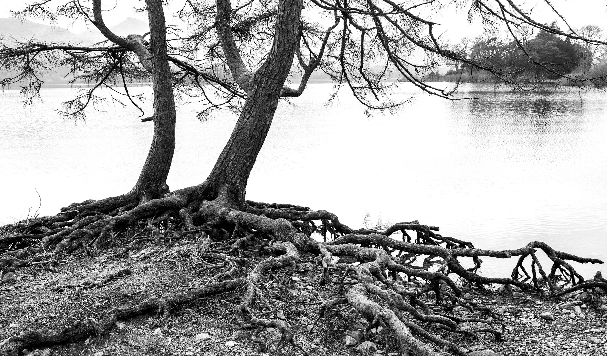 Tree roots - Derwent Water .jpg