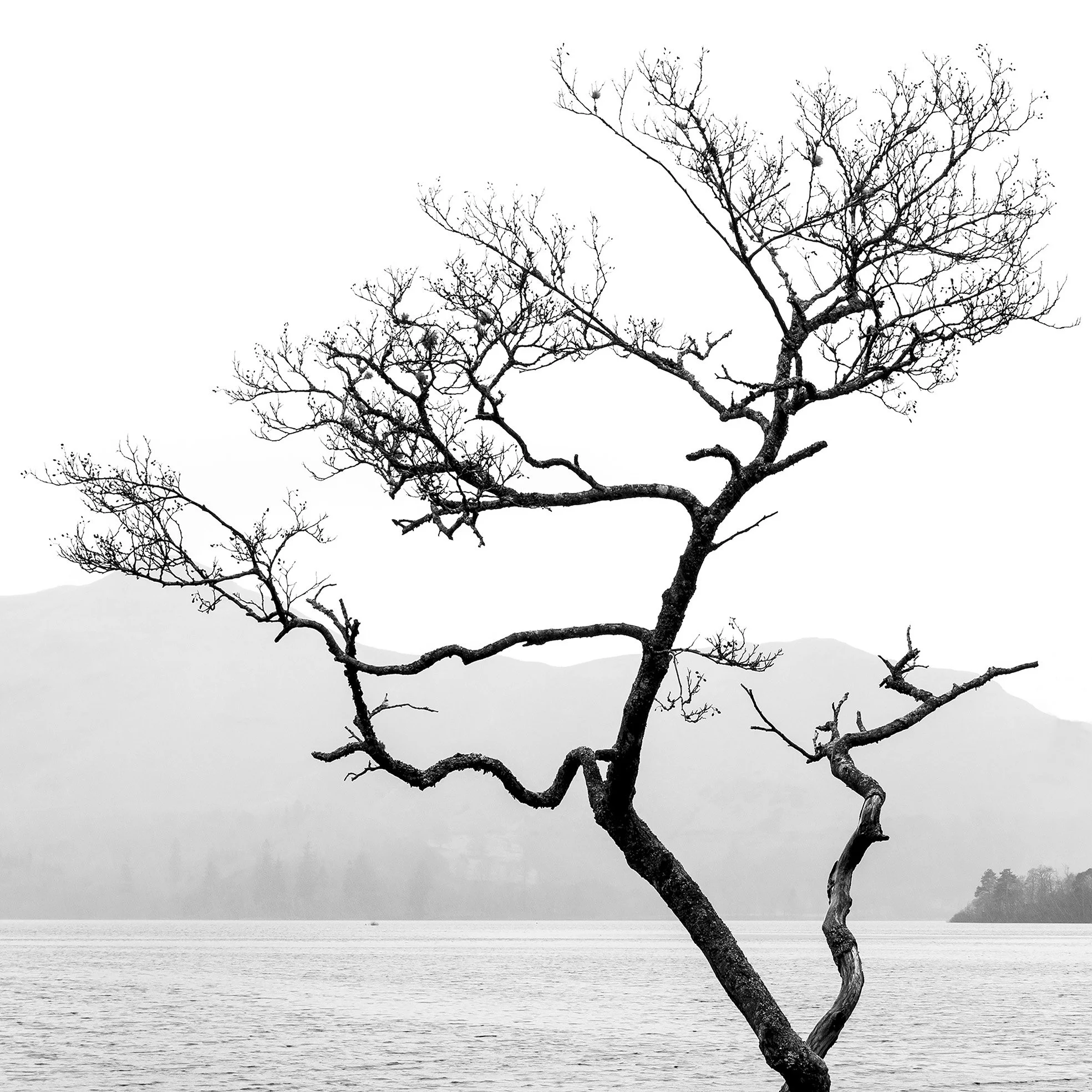 Tree - Derwent Water Cropped Sq.jpg
