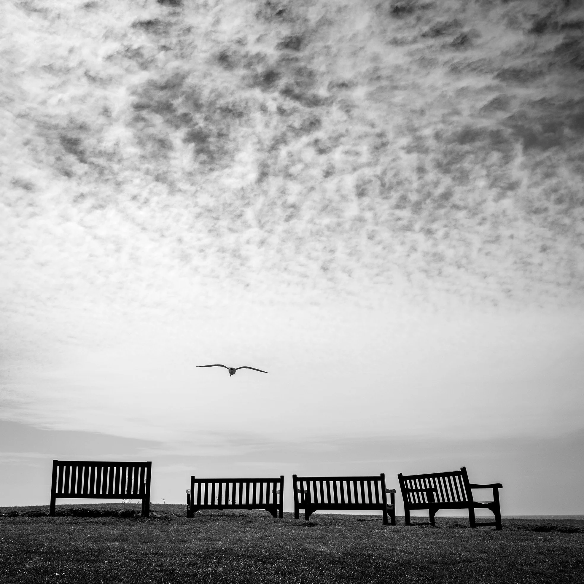 Four Benches One Bird 