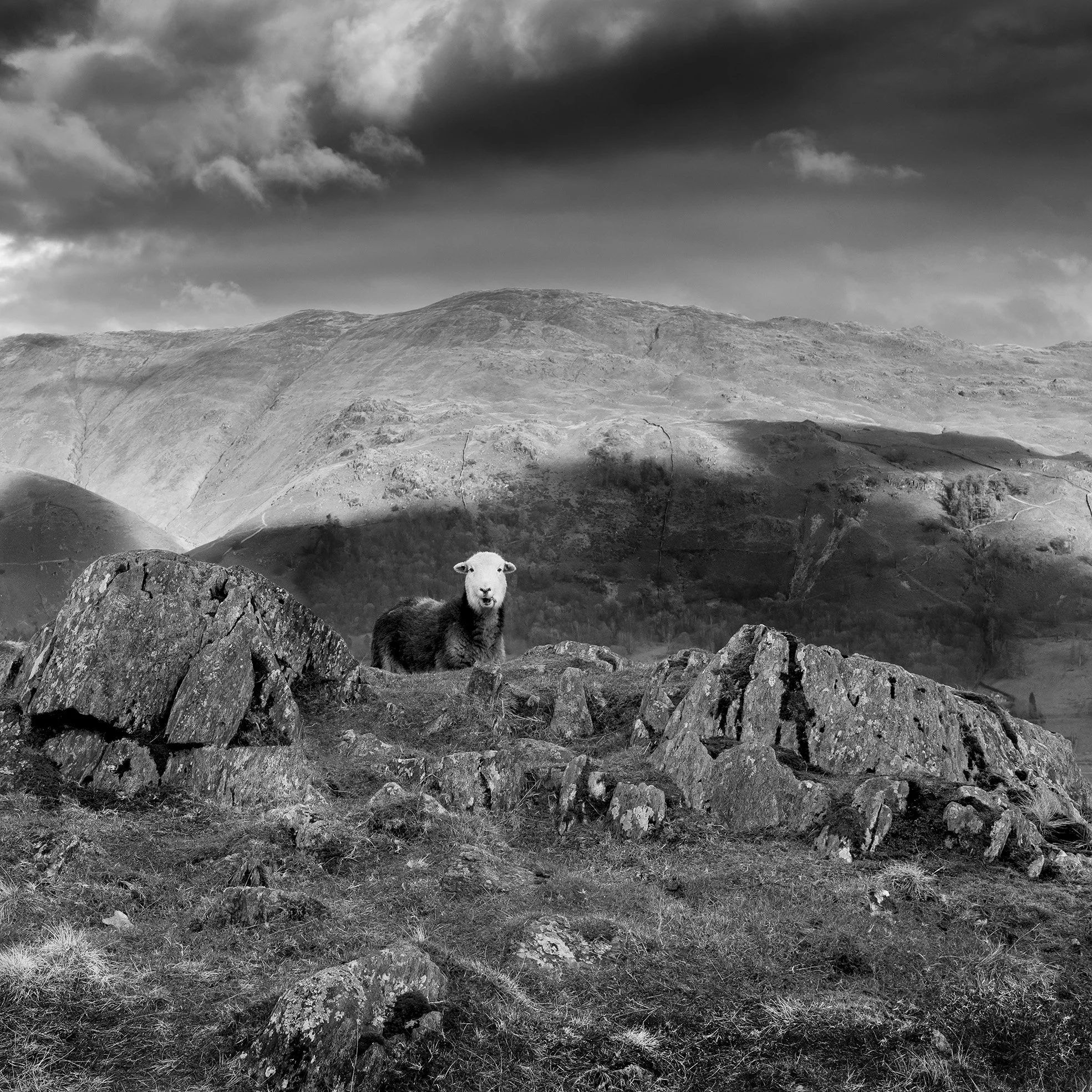 Herdwick - Grasmere .jpg