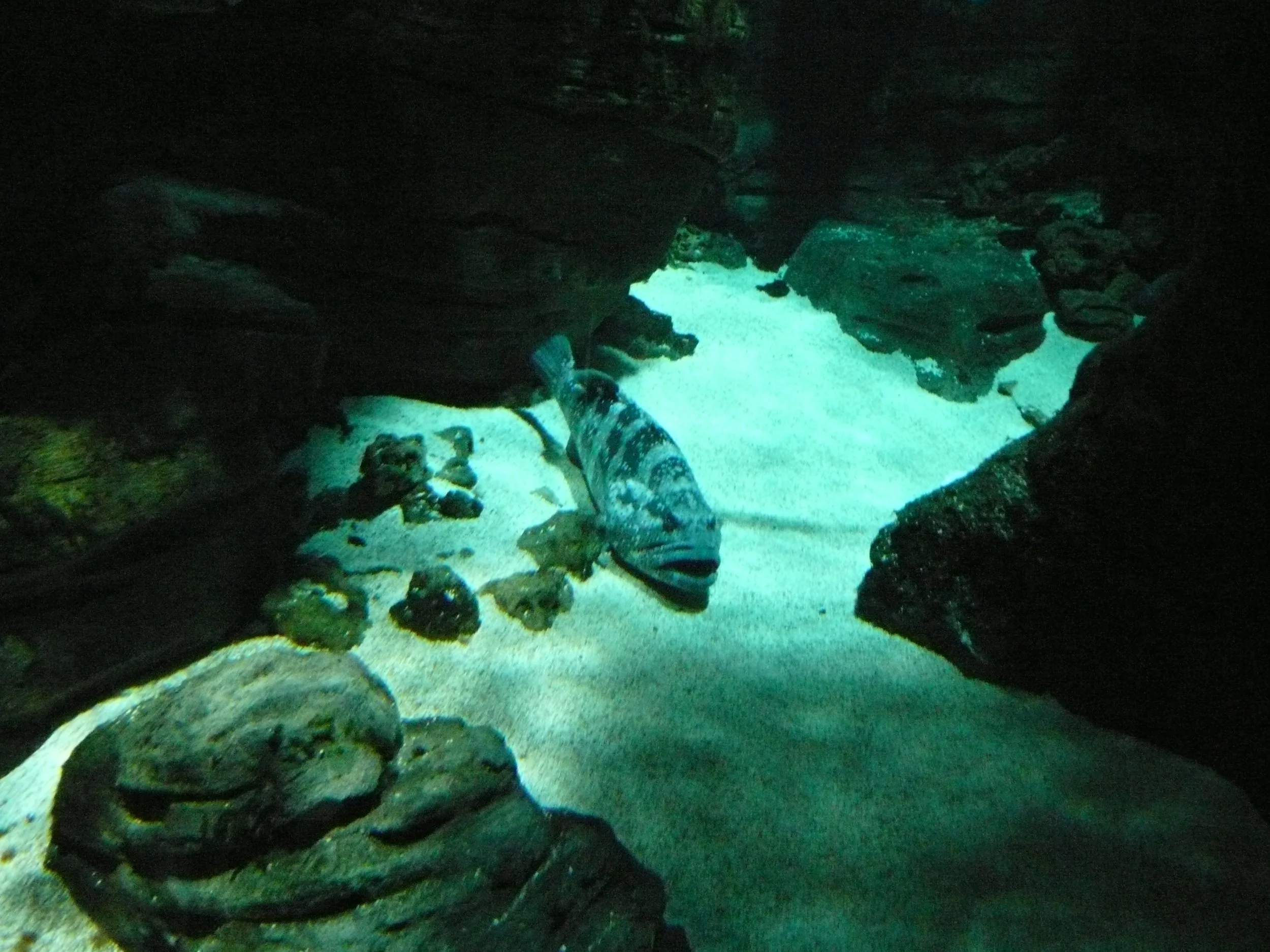 P1020747.JPG