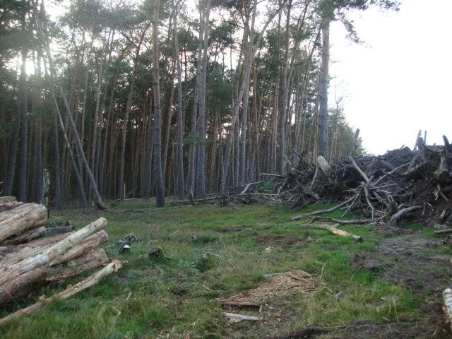 hirschbrunft-am-26092012_7248657062_o.jpg