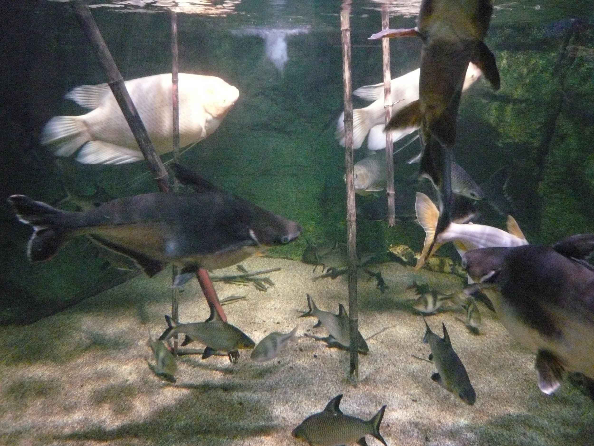 P1020755.JPG