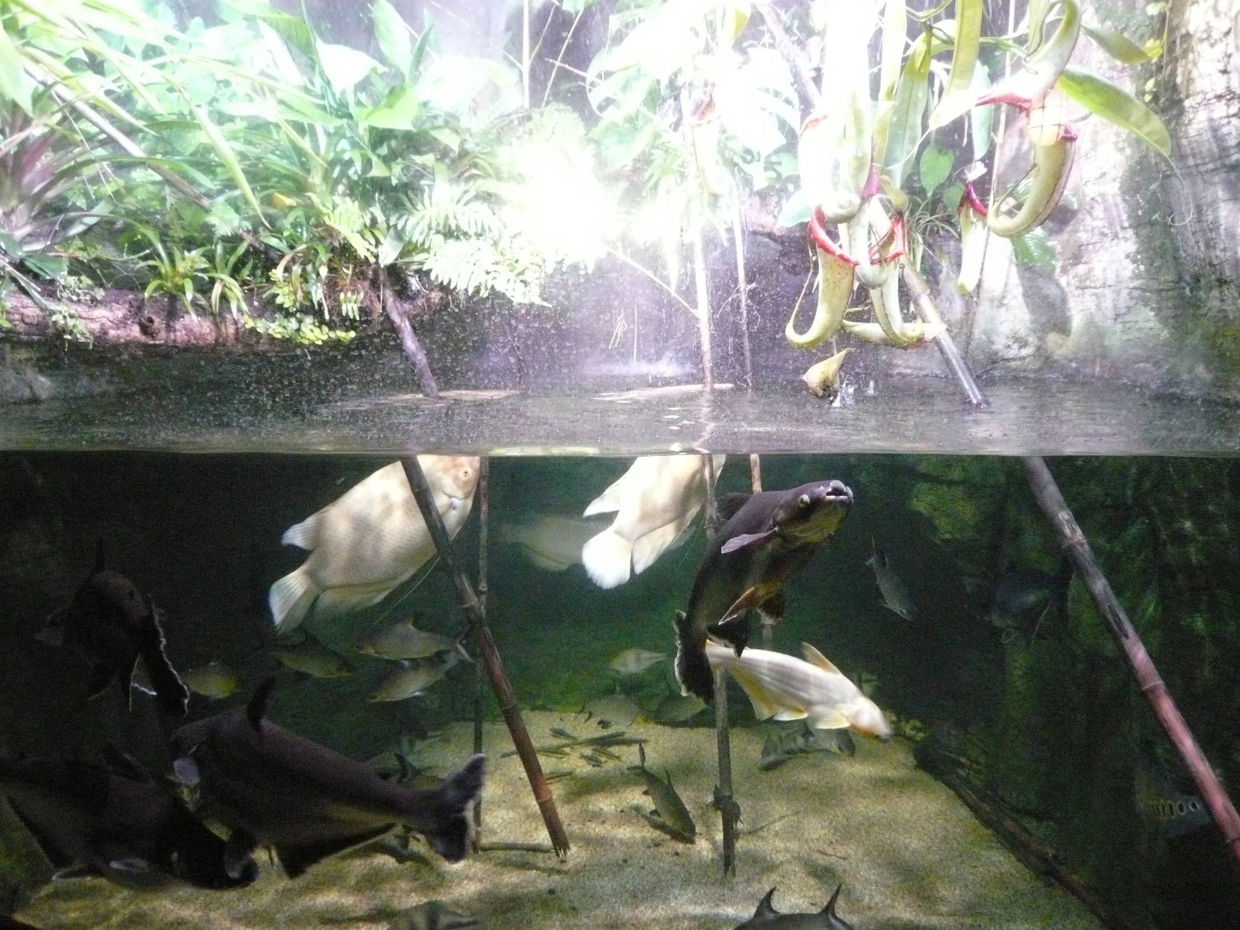P1020754.JPG