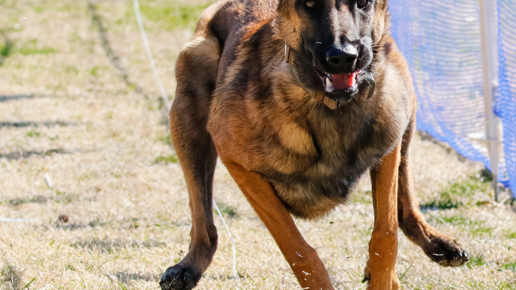 Prey Drive — Professional K9