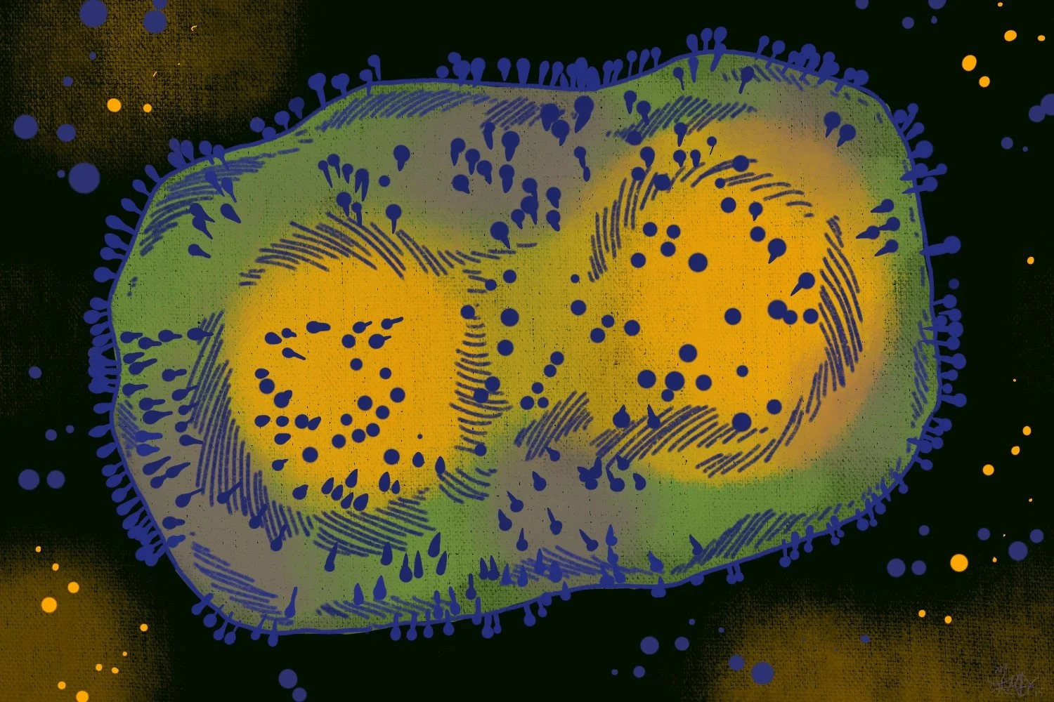 No immediate University response plans in place for monkeypox