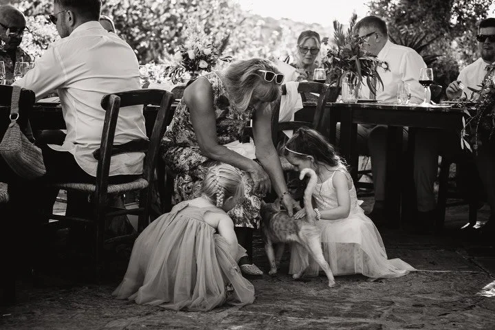 Gatecrashers - uninvited guests of the furry nature at weddings. Cats grabbing their five seconds of fame and a few pats. Be rude not to include them in the photos. 

#documentaryweddingphotographer #greeceweddingphotographer #cretephotographer #dest