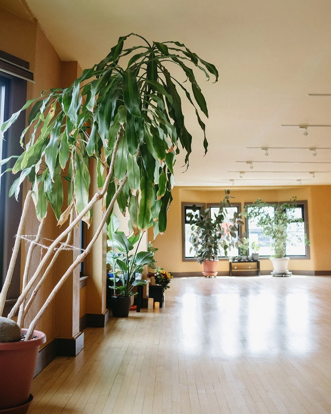 A couple of reminders for the safety and health of our community 🙏

💚 Please plan to arrive early to class if possible. We open 15 minutes before scheduled class time and preregistration is required. Our front door is locked upon class start. We co