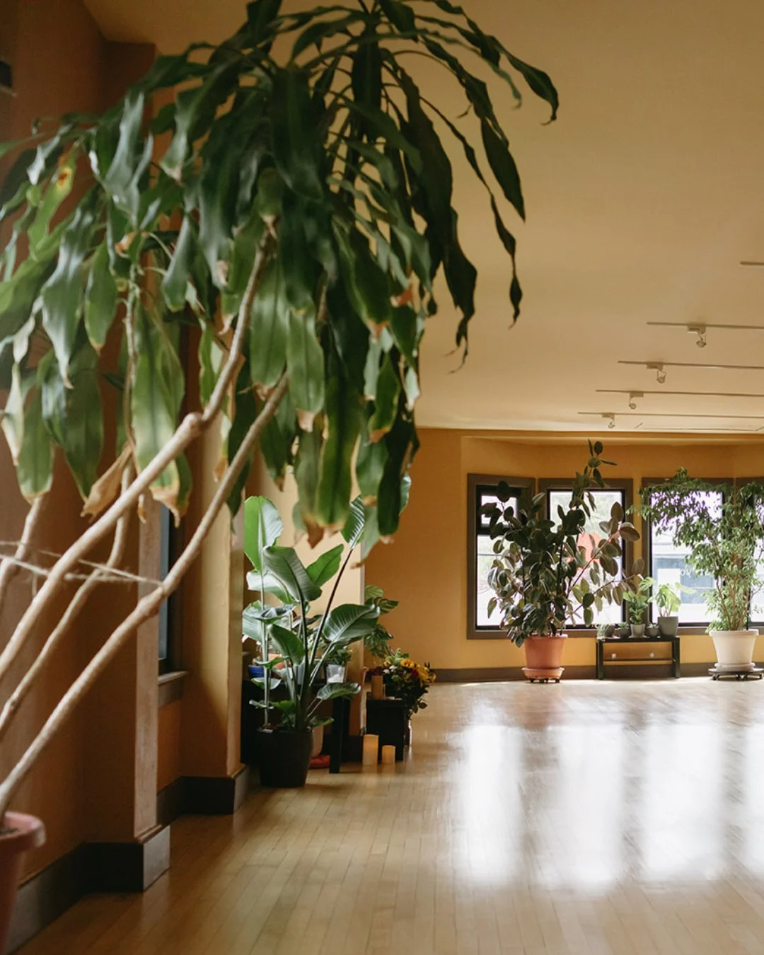 Happy Birthday, Yoga Refuge! 🎂🫶

(Technically it's Saturday, but we wanted to let you in on the details of our sale before it begins tomorrow!) 

To celebrate 12 wonderful years with all of you, we have some special offers this weekend (Saturday 3/