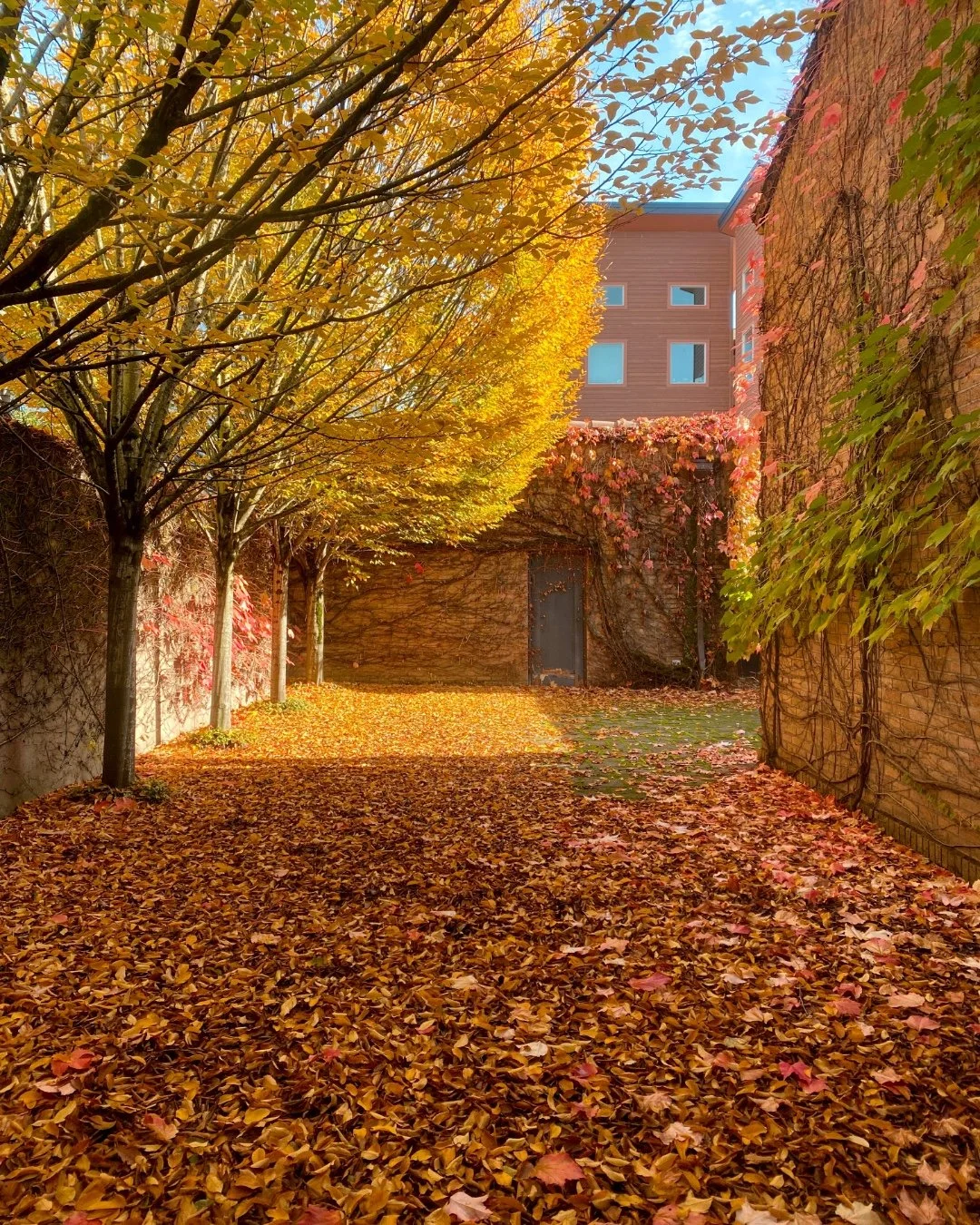 Wishing you a beautiful Autumn Equinox 🍂

Life Lesson
Rosemerry Wahtola Trommer

Though the old snap peas dangle
dried and yellow on the dying vine,
and the lettuce, once tender,
has bolted and toughened,
and the kale, now blue,
is aphid-ridden,
the