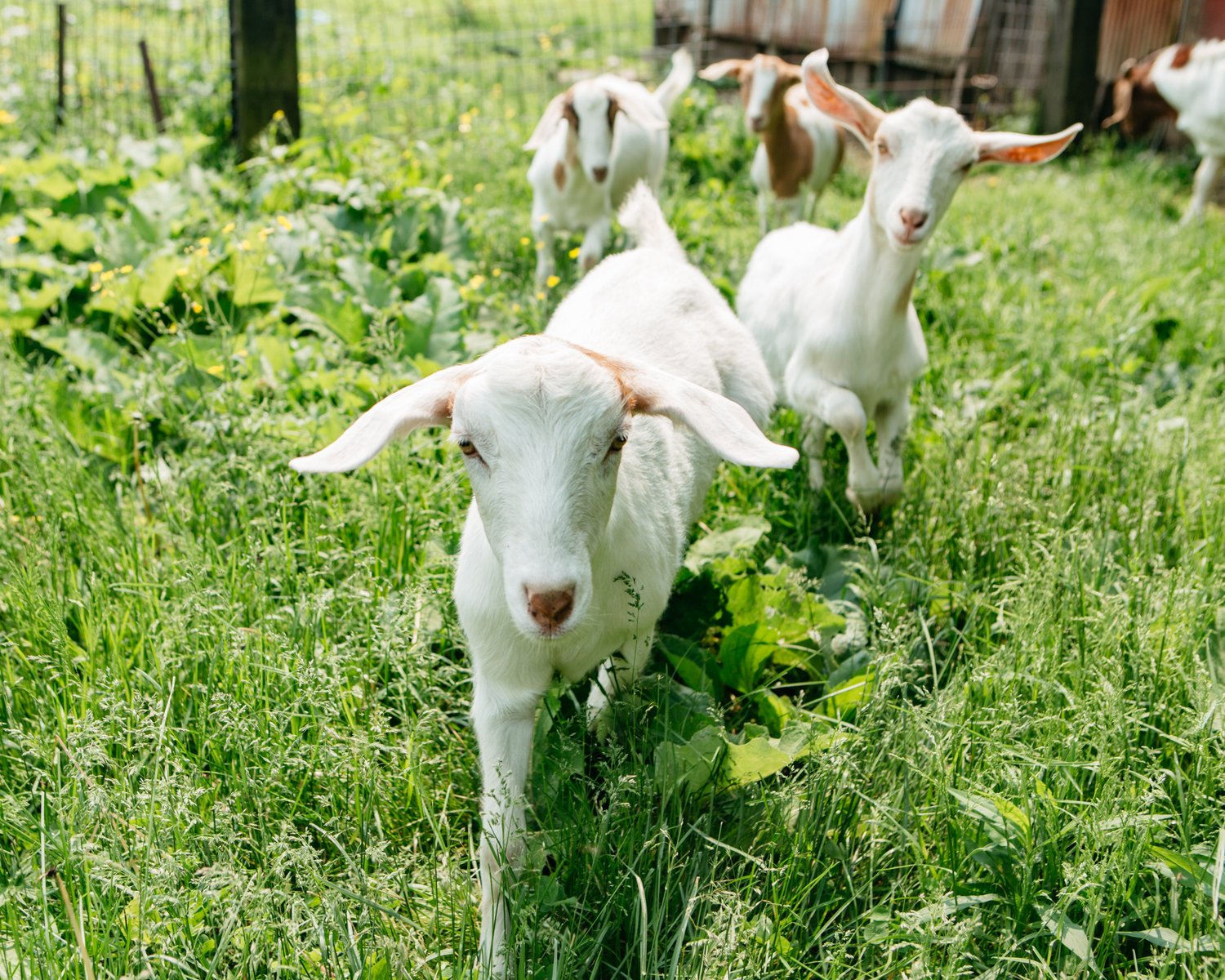 Raising the Hoof