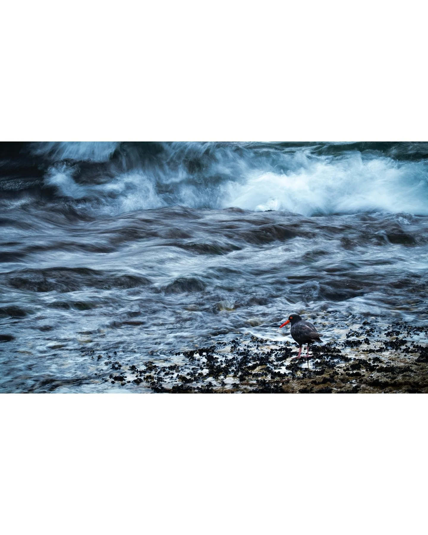 For the past year and a half these beautiful black birds (not Blackbirds) have been our next door neighbours, daily evening walk companions and beach friends. Now it was time to say goodbye and move back into a new neighbourhood with new birds. Bye f