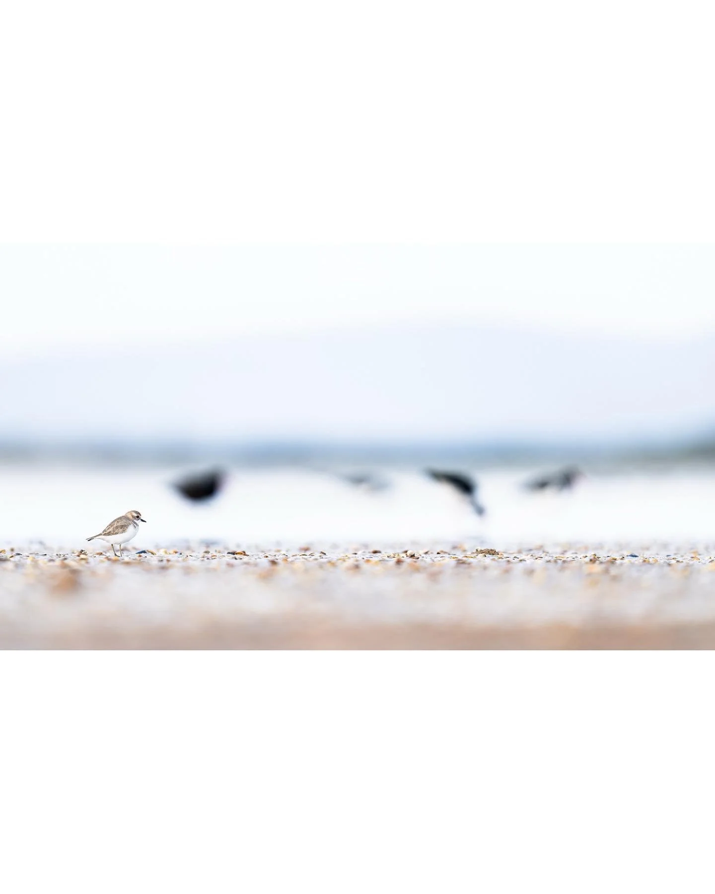 Double-banded Plovers, migratory shorebirds, Kiwis (not the fruit or the weird ground bird), Kiwi in reference to the plovers breeding grounds in New Zealand. Each winter they can be found along the Tasmanian coastline before they head back across th