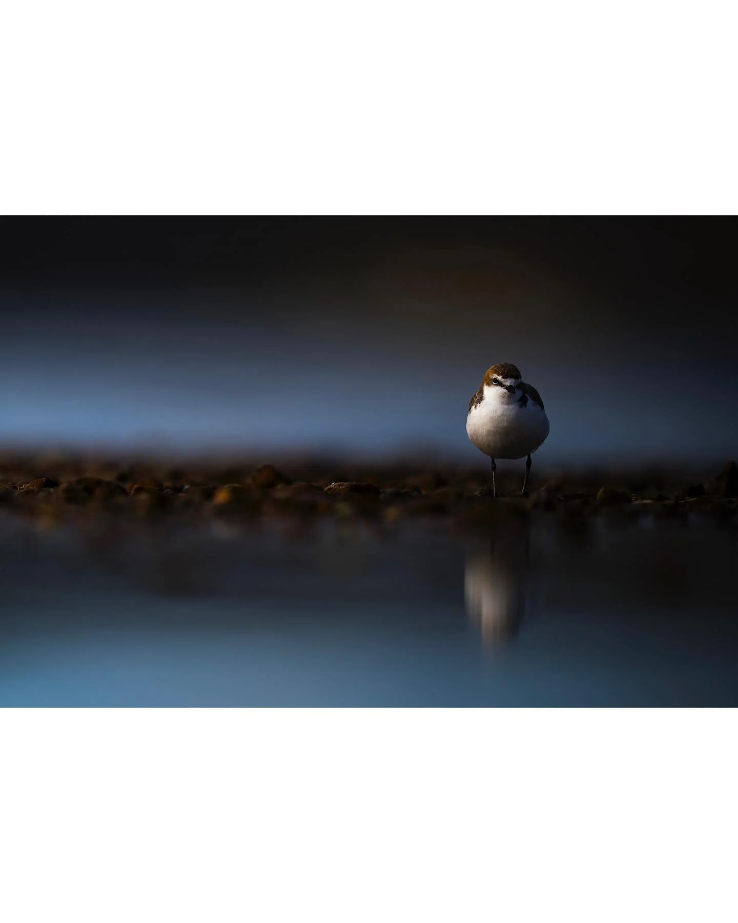 Sprint, stop, head-bob, more sprint, another abrupt stop, head-bob.
A very average Red-capped Plover routine, a typical &ldquo;day in the life&rdquo; kind of scenario. Oversimplified, of course, yet quite accurate. But every once in a while, even the