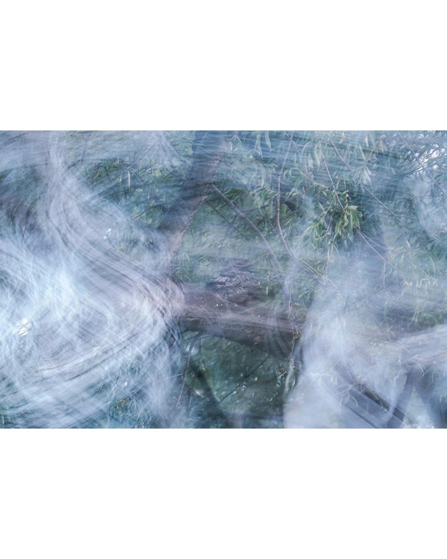 &ldquo;Oom-oom-oom-oom&rdquo; calls are echoing down from a tree. We stop and look up and there they are. The Tawny Frogmouths blend in so well that most people keep walking past Australia&rsquo;s Bird of the Year 2025 ( @birdlifeoz ), even if perche