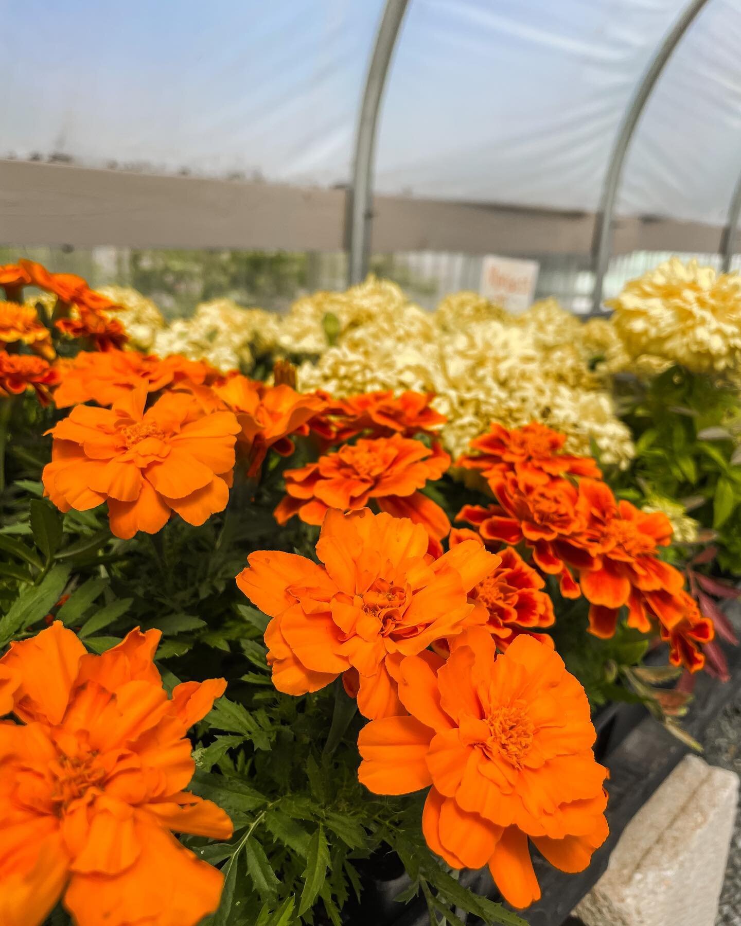 Mondays are for the Marigolds! 🤩 

Plant restock coming SOON! Keep an eye out to see what you can add to your gardens!

Open everyday! 9-7pm Monday-Saturday and 9-6pm Sunday! 

Photo creds to @abigailhollisphoto 📸