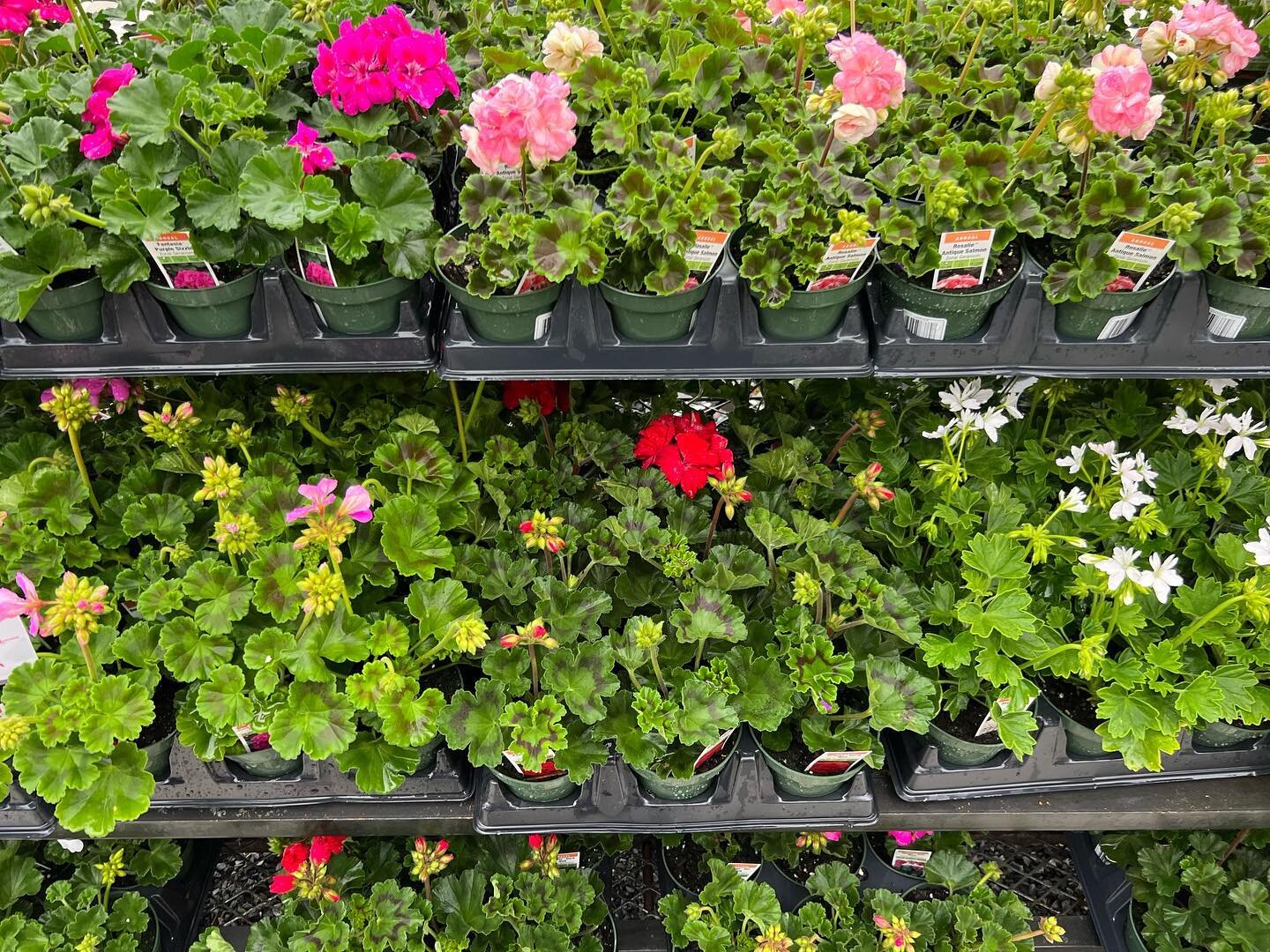 A full greenhouse is a happy greenhouse!! We RESTOCKED all of our annuals, veggie plants, herbs, and more! 🤩

Get out of the rain, step into our bright happy green house and get inspired! 🌱😍

#freshstartfg #startyourdayfresh #shoplocal #plant #gre