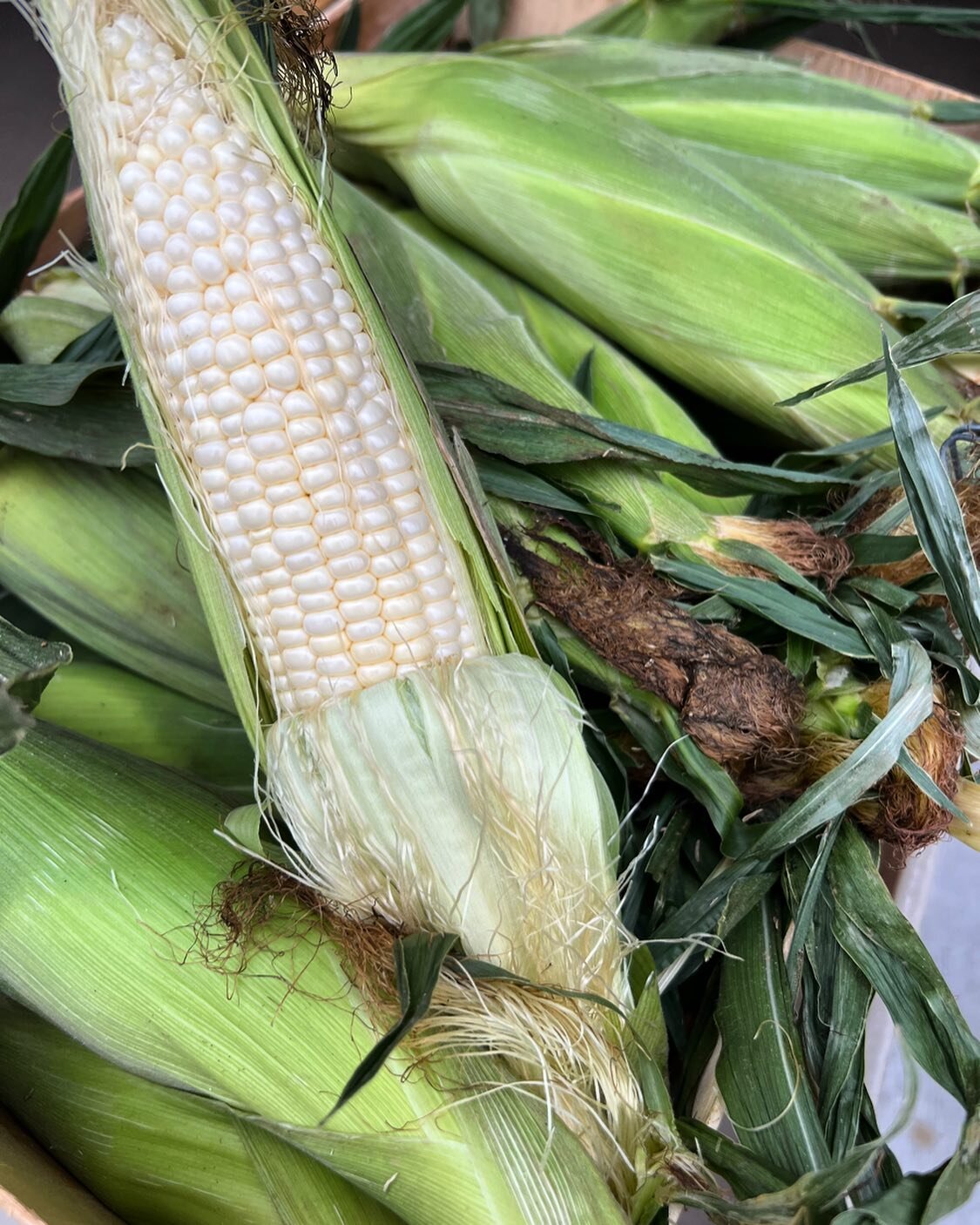 Corn corn corn!! 🌽 Sweet, white corn from Florida is pouring in!

.75&cent;/each or $8/dozen!

Let us do the work for ya! Shucked corn $5.99/6ct or 2/$10! 🌽 

#freshstartfg #startyourdayfresh #floridacorn #produce #rockhall #shoplocal