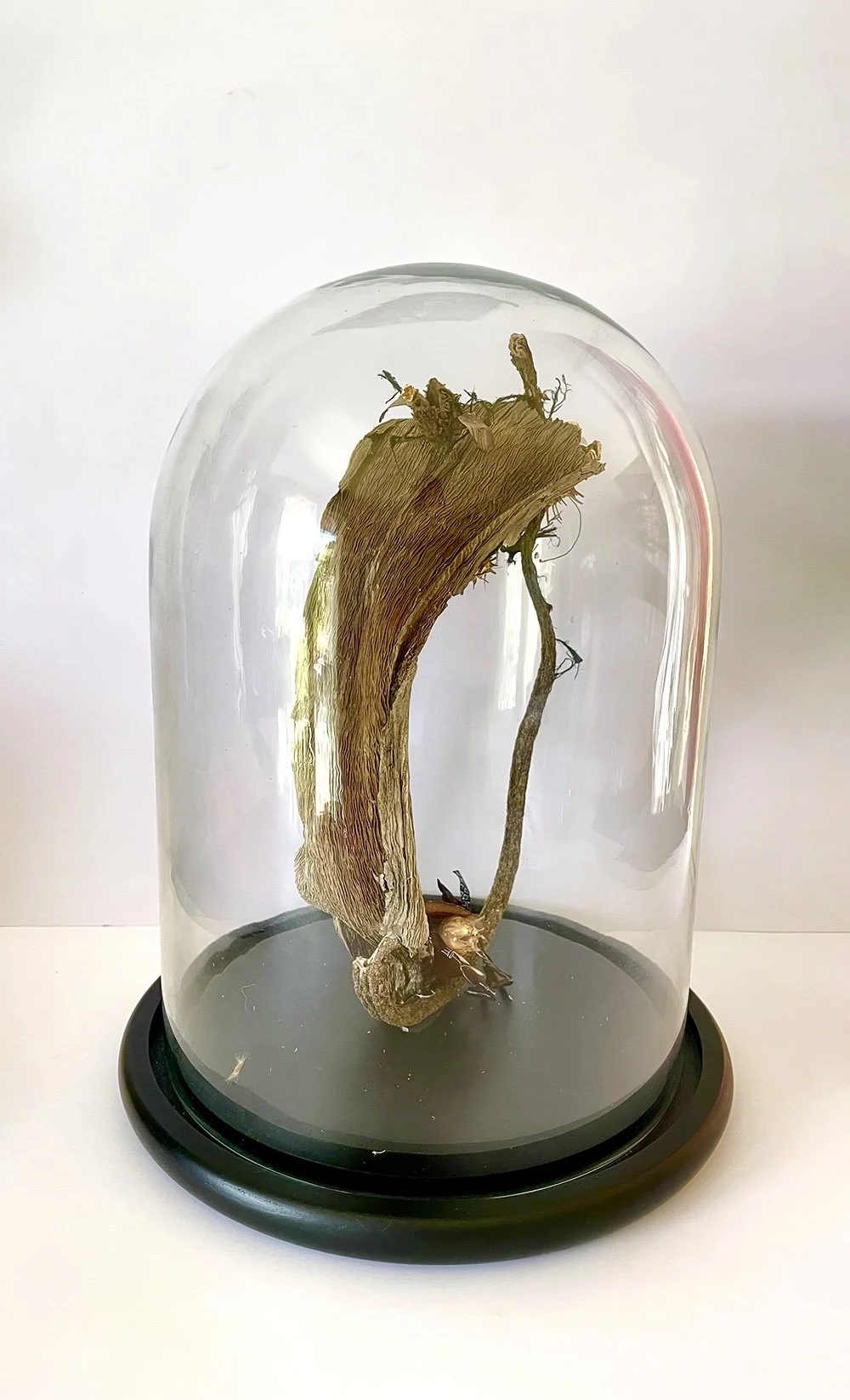 creaturquoise_curiosités_agave_algue_jacaranda_or_nigelle.jpg
