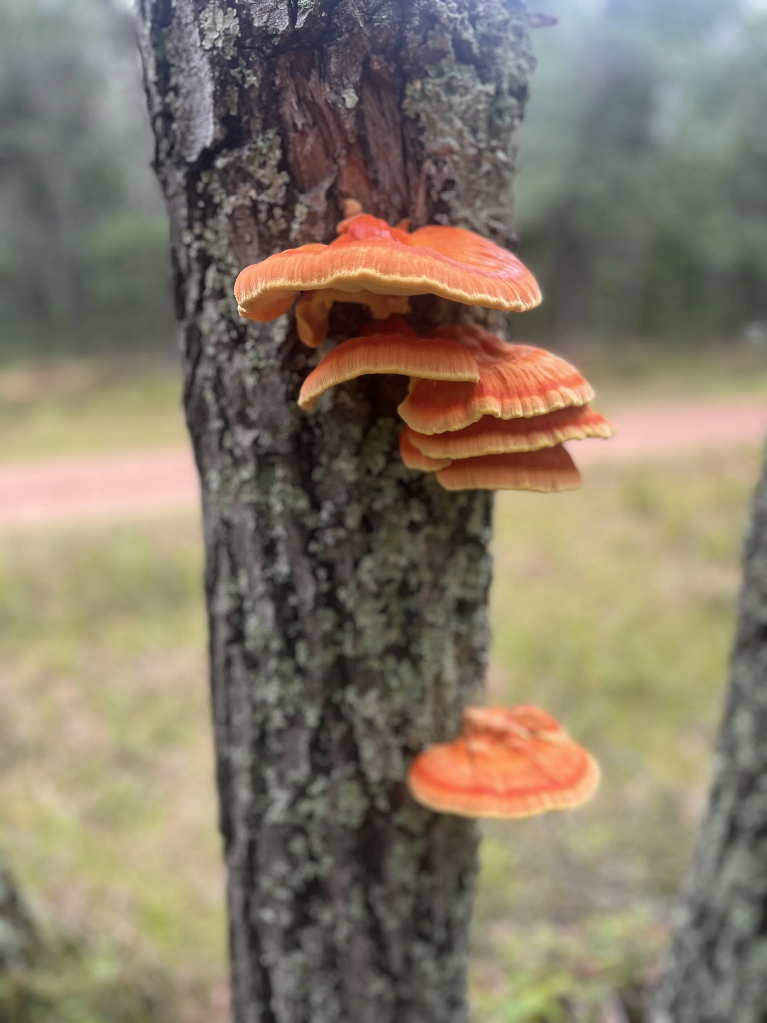 IMG_6341.jpeg