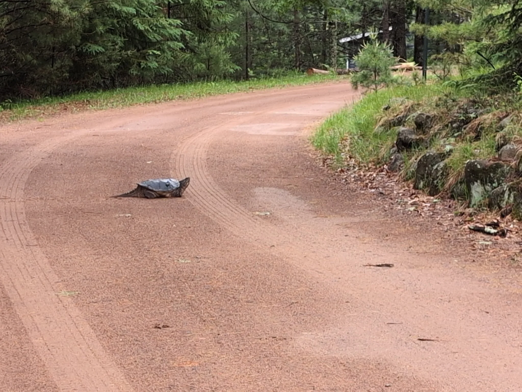 snapper.jpeg