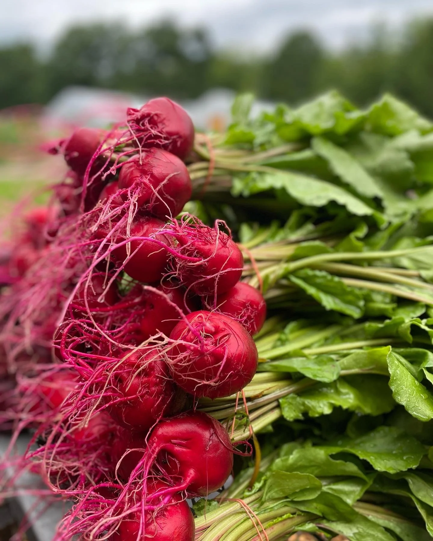 CSA — Rattle Root Farm