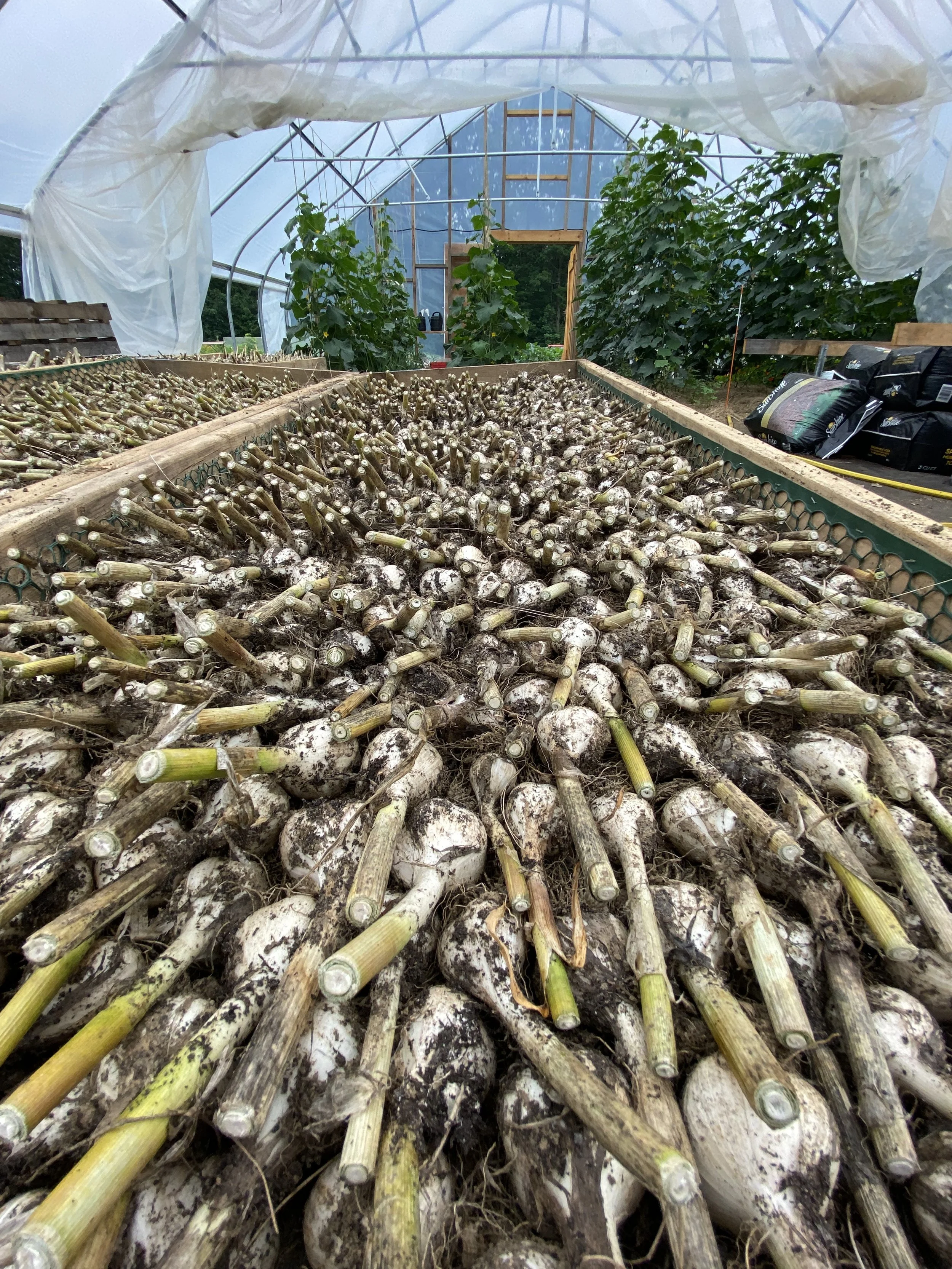 CSA — Rattle Root Farm