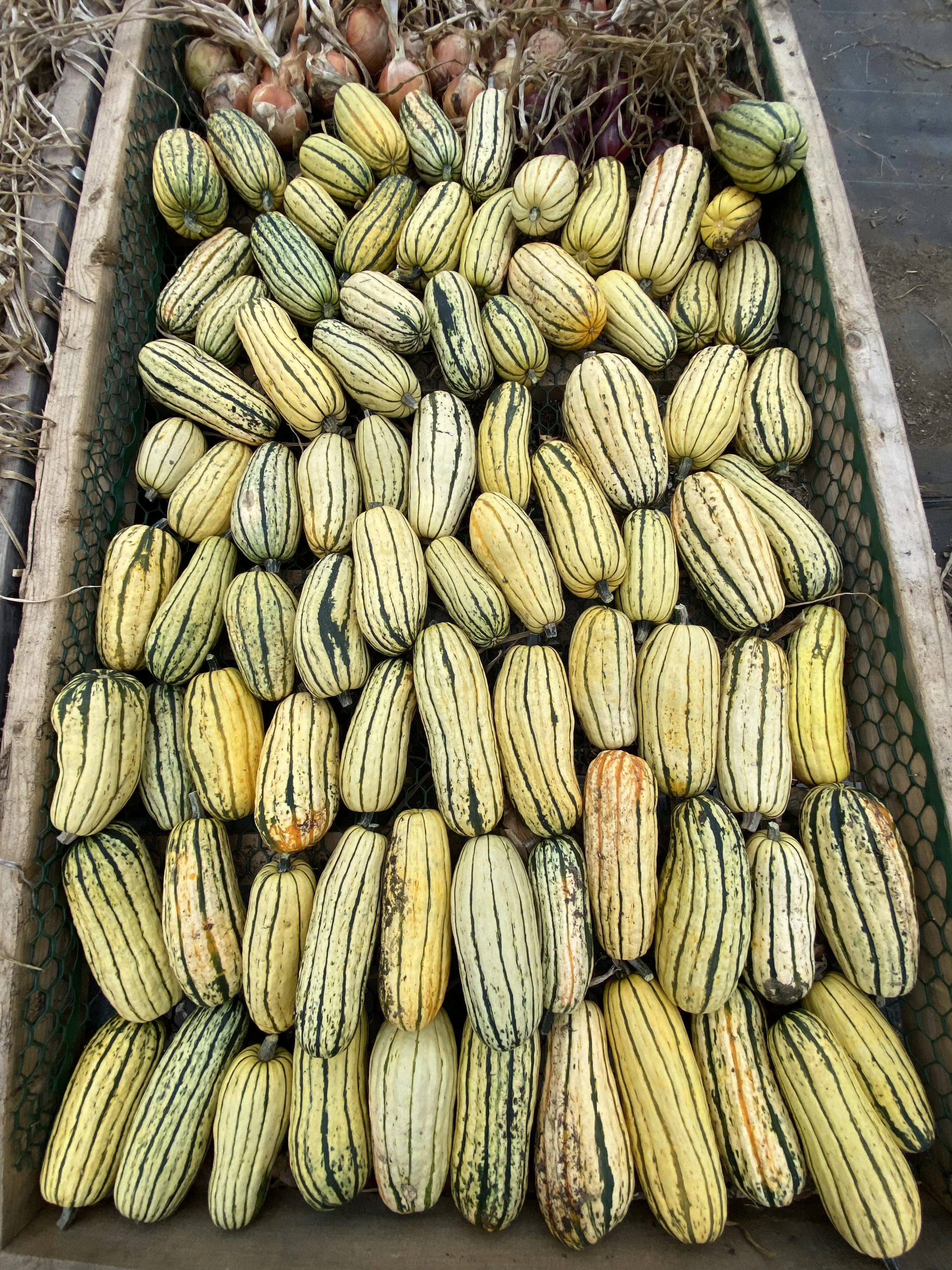 Rattle Root Farm