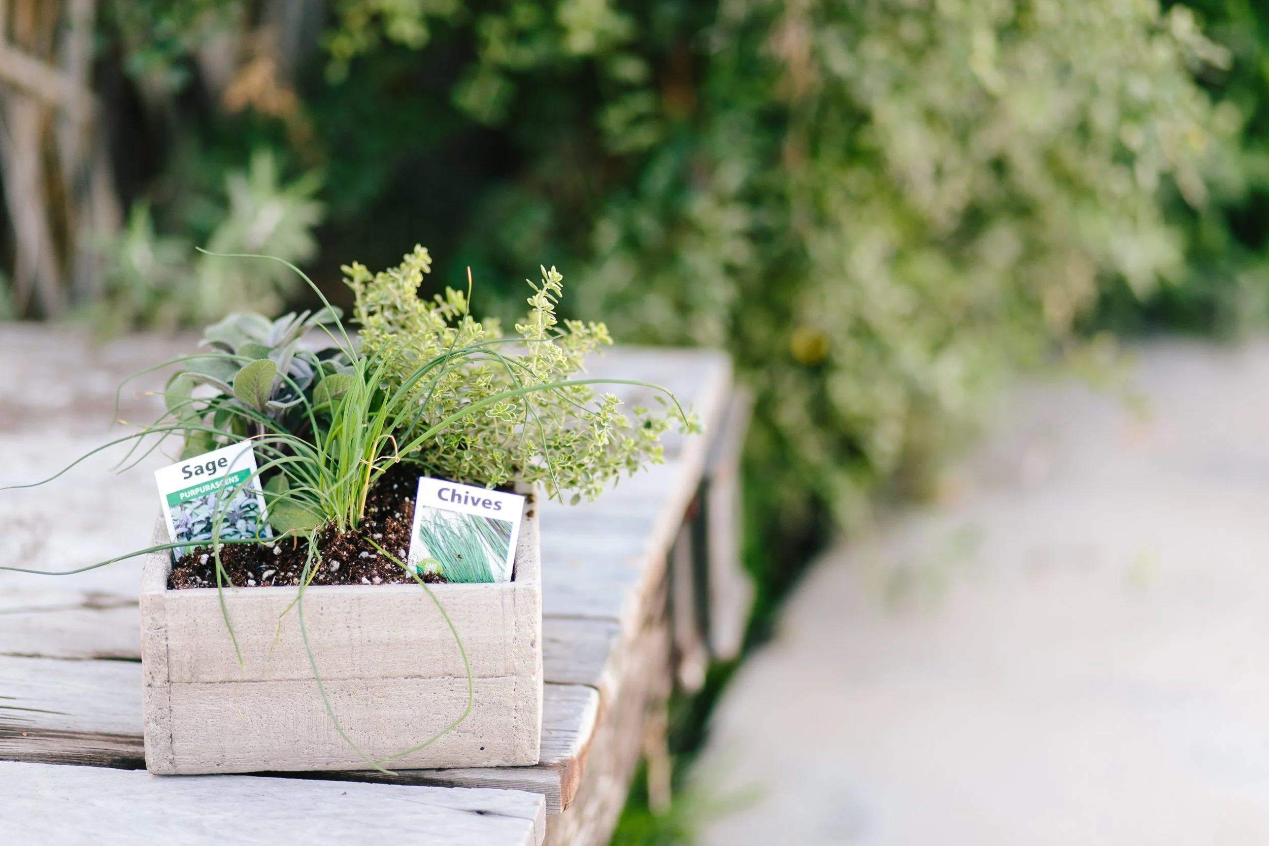 Year in Review: 10 things I’ve learned as a “grown-up” gardener.