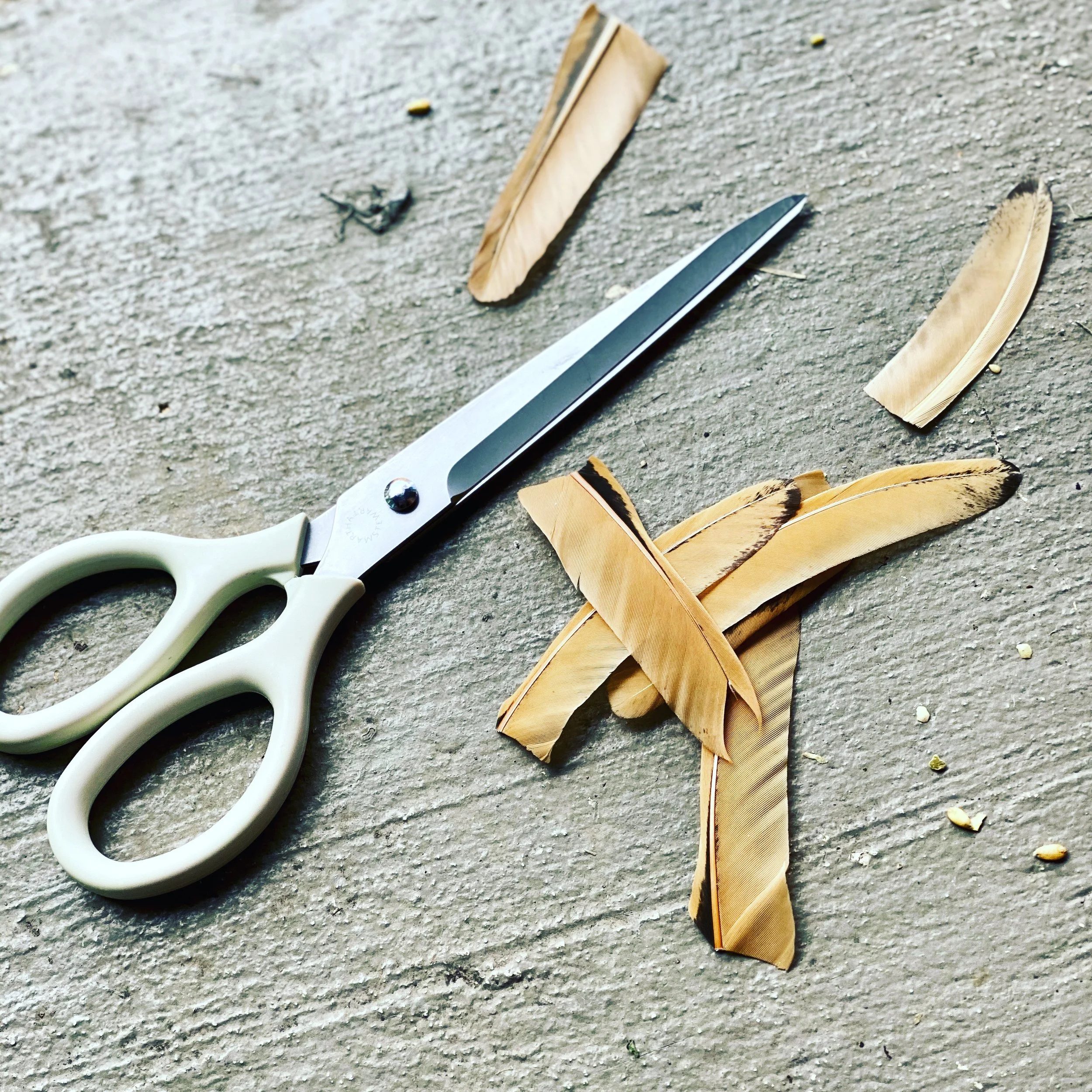 Chickens are flightless birds and other myths I used to believe.