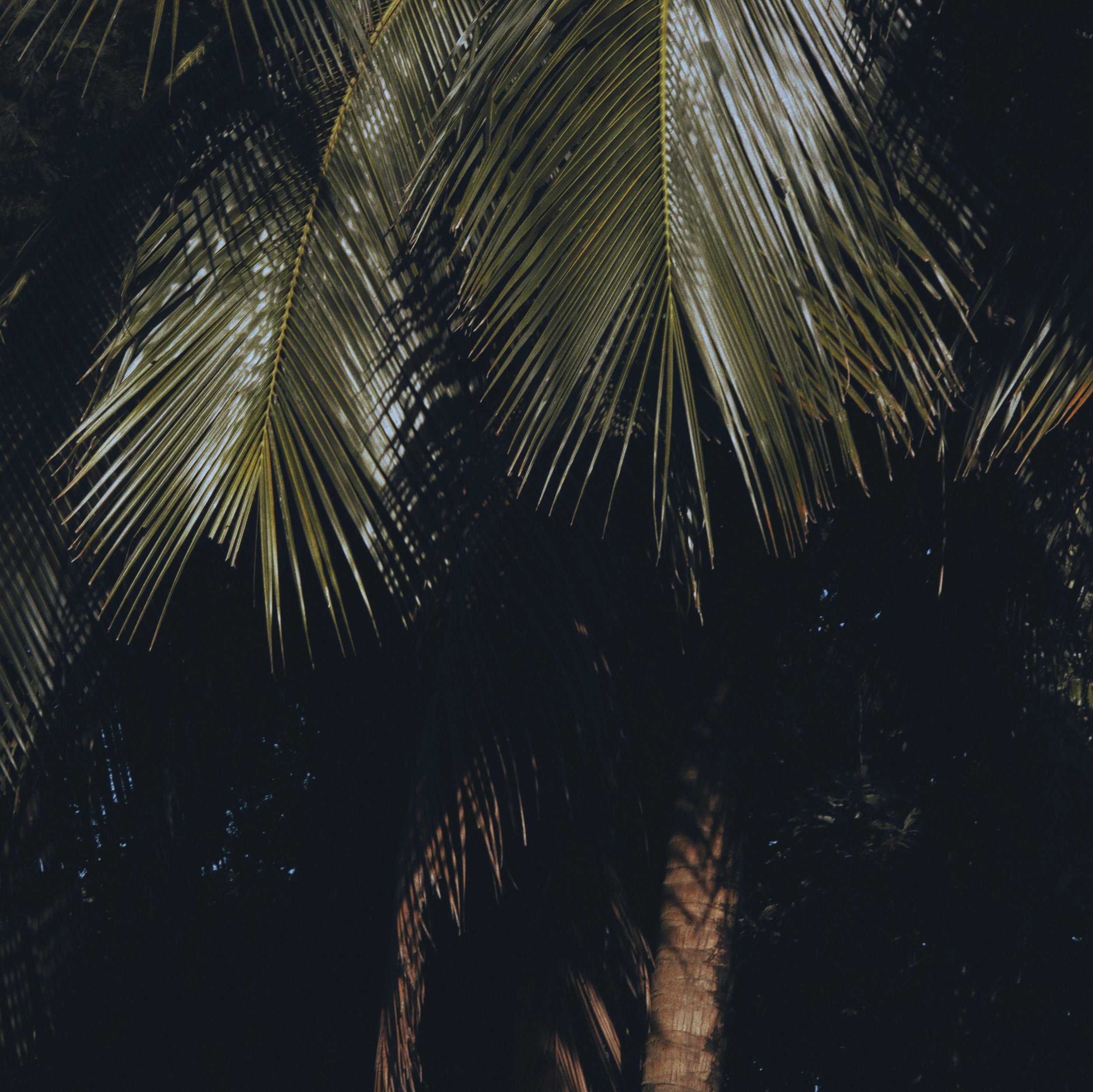 Creator ToolKit Bundle