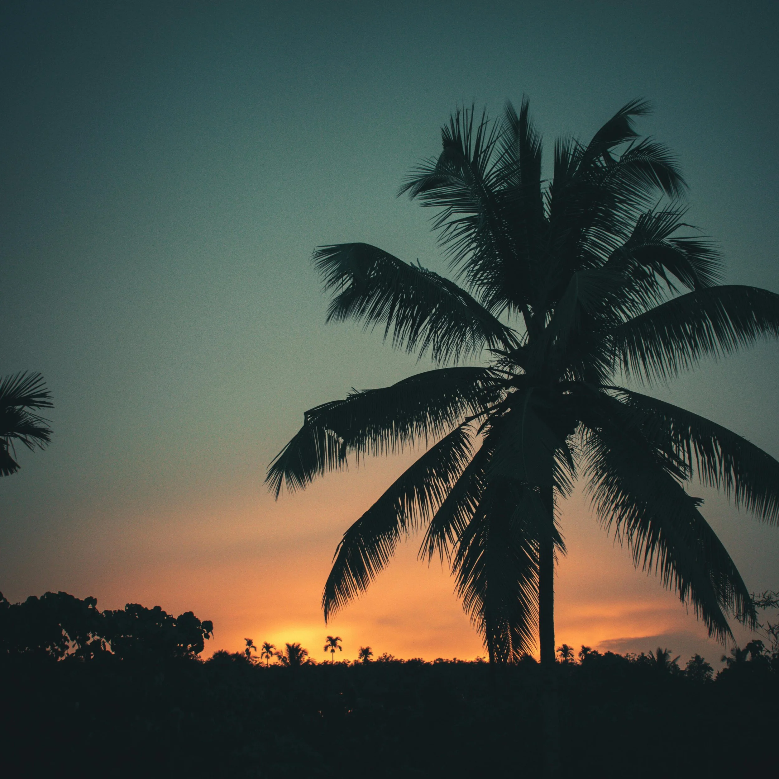 Silhouette of a tall palm tree during sunset with a colorful sky