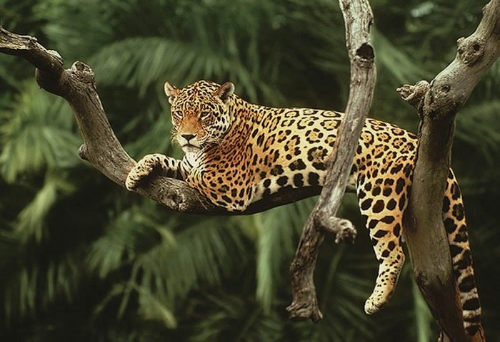 Sacred Remedies - The Spirit Of The Jaguar