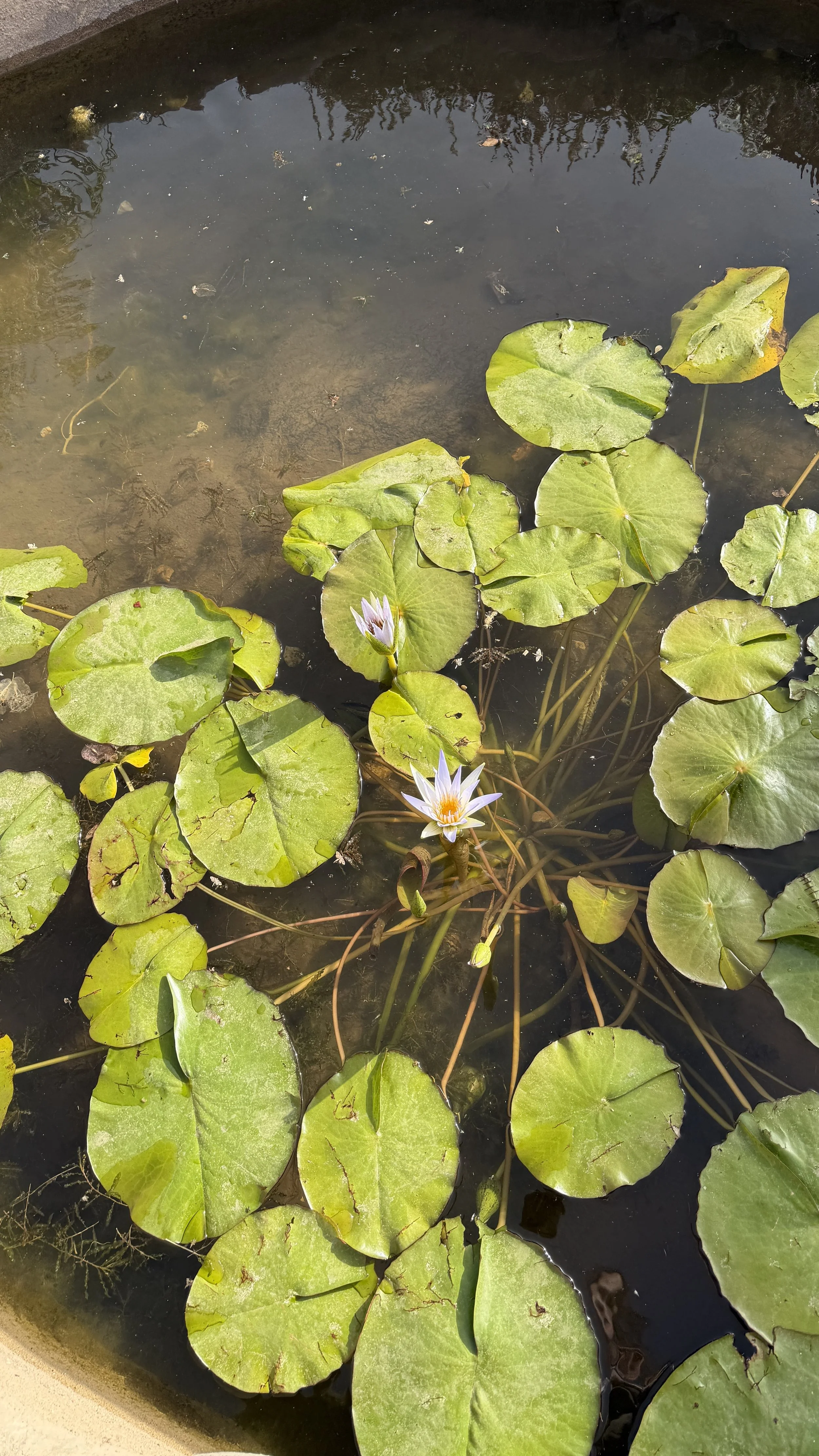 No Mud, No Lotus: Where I've Been, What Broke, and What's Coming Next