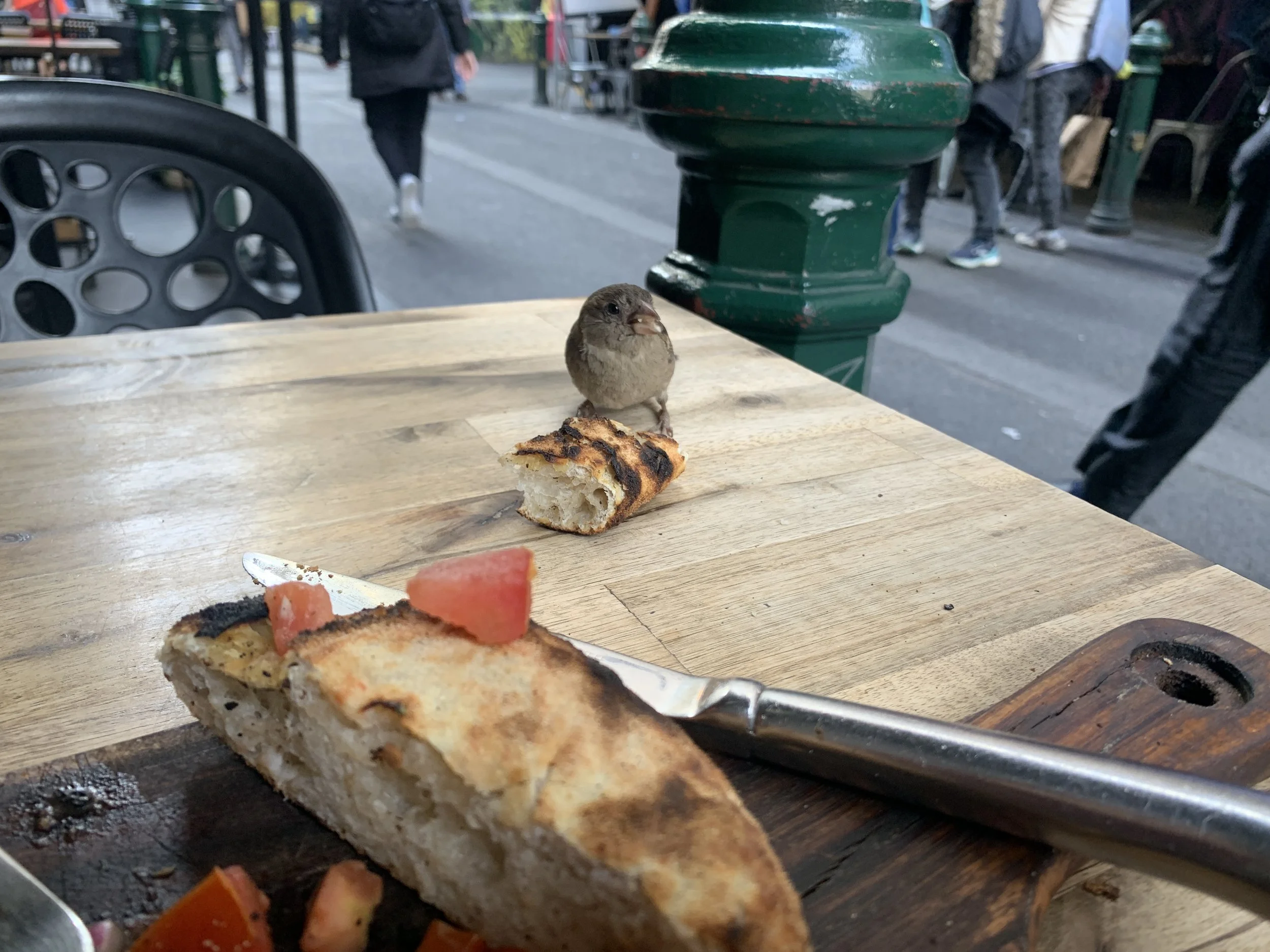 Sharing a pizza with a bird in Australia