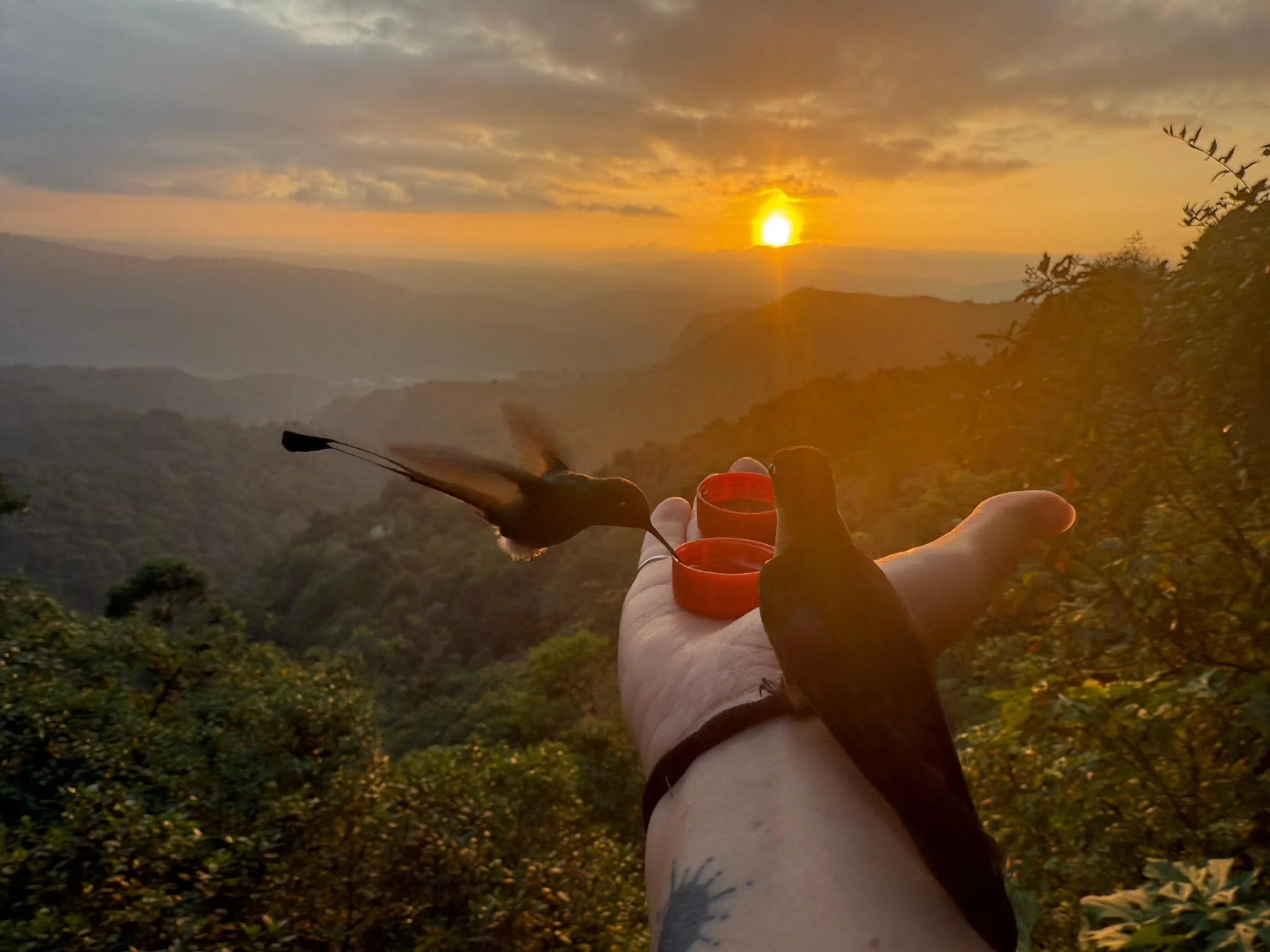 Hand feeding hummingbirds at sunset overlooking the Andes Mountains in Ecuador