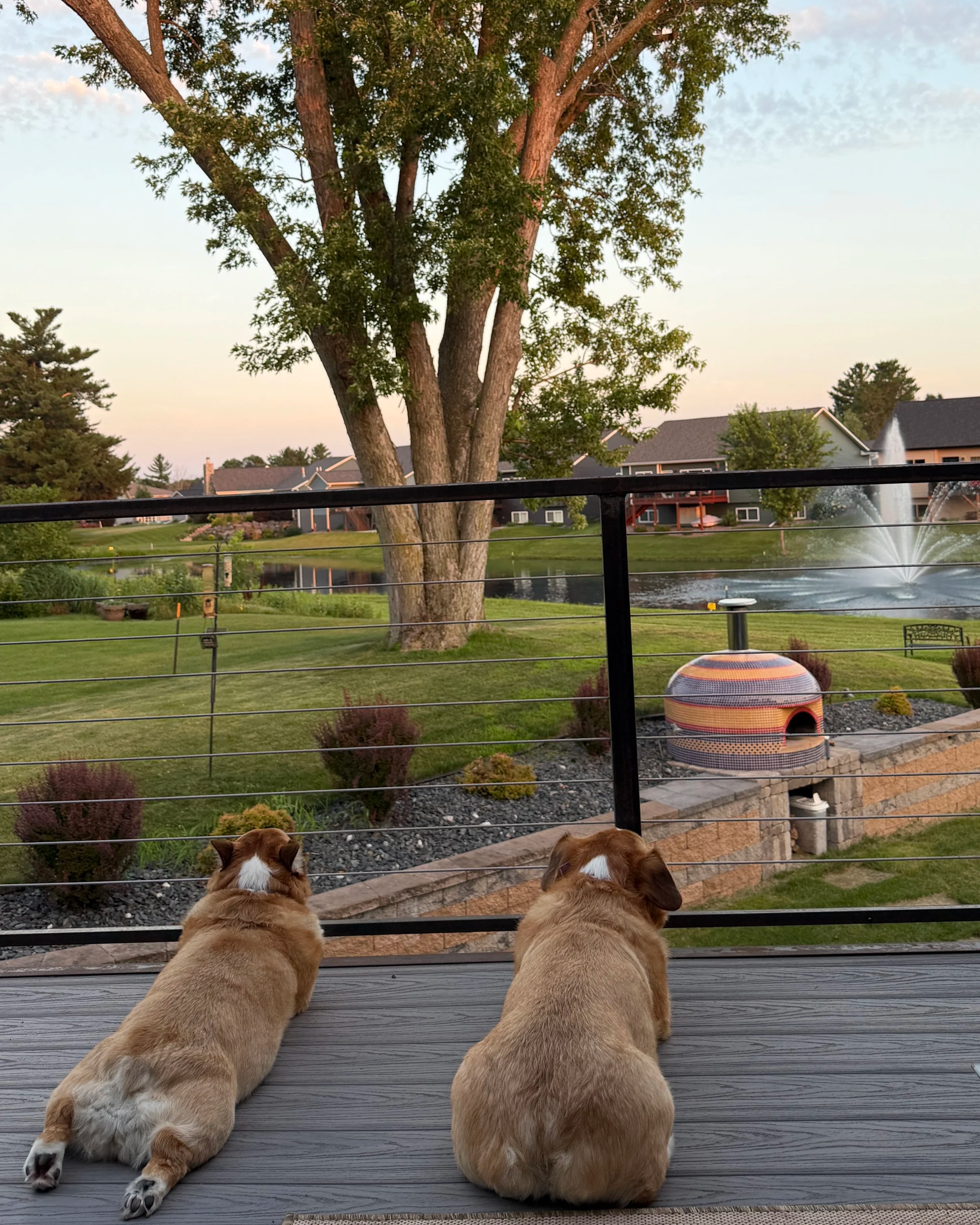 Corgis, a fountain, and a pizza oven in our backyard in Eau Claire